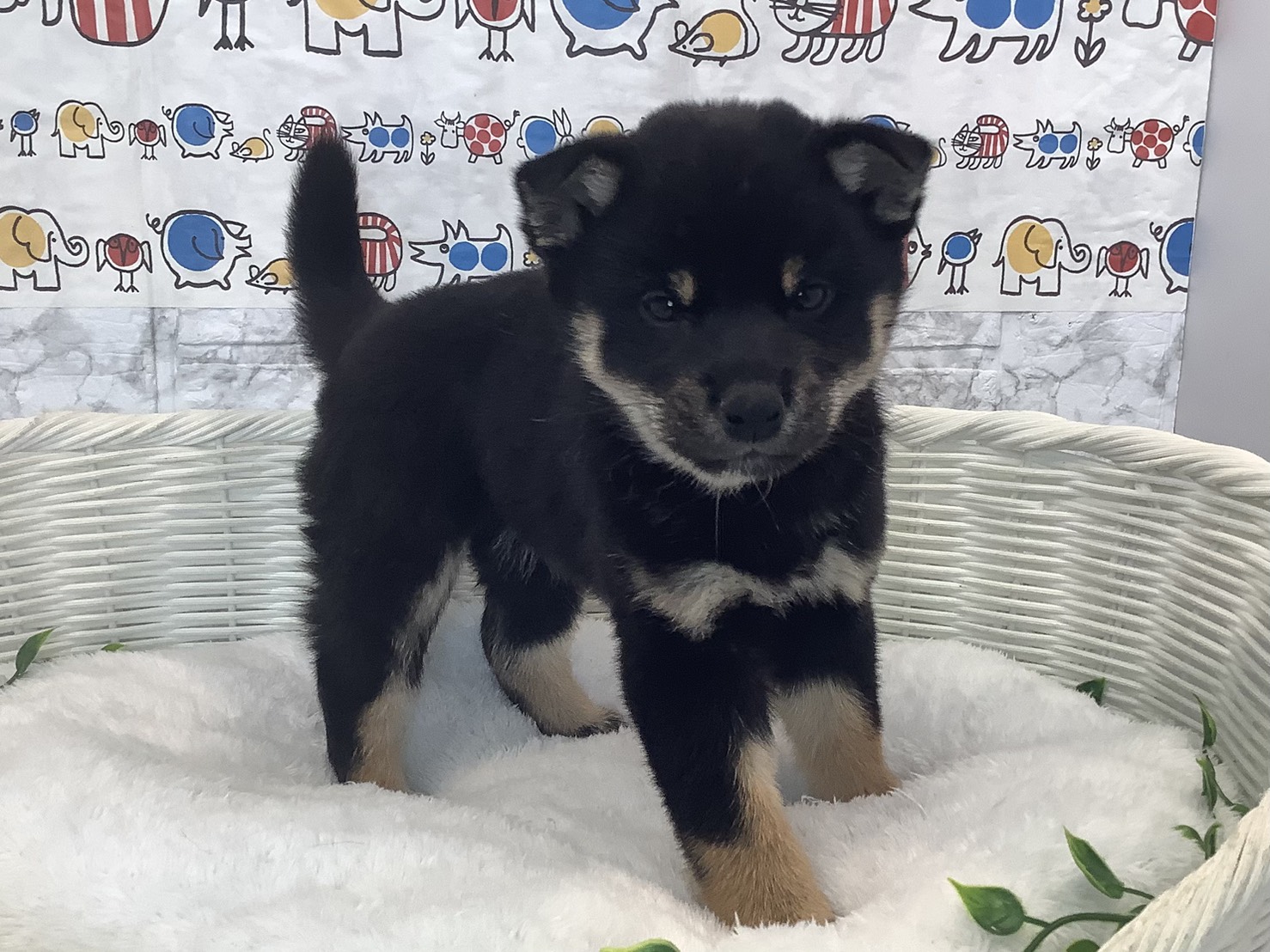 静岡県の柴犬(標準サイズ) (マルエスペットホームアシスト店/2025年9月28日生まれ/男の子/黒)の子犬の2枚目の画像