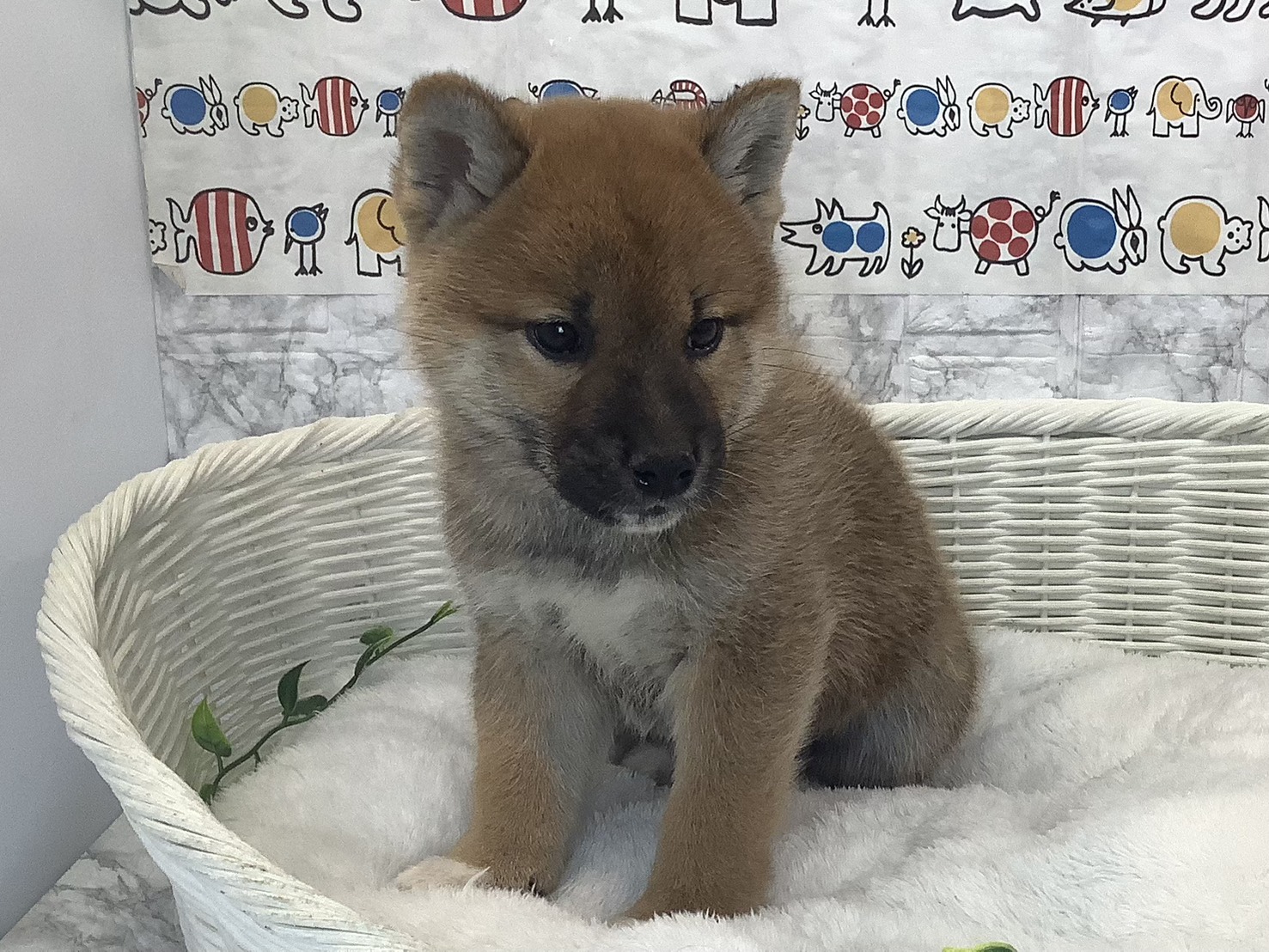 静岡県の柴犬(標準サイズ) (マルエスペット島田店/2025年9月27日生まれ/男の子/黒)の子犬の1枚目の画像