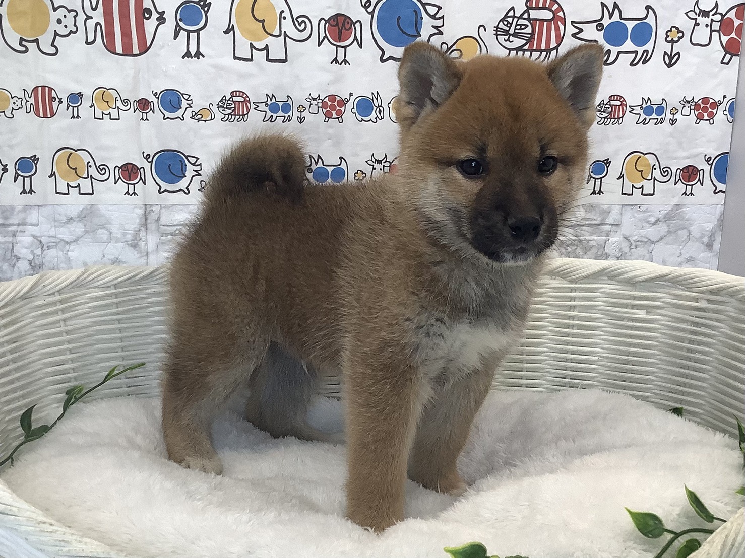 静岡県の柴犬(標準サイズ) (マルエスペット島田店/2025年9月27日生まれ/男の子/黒)の子犬の2枚目の画像