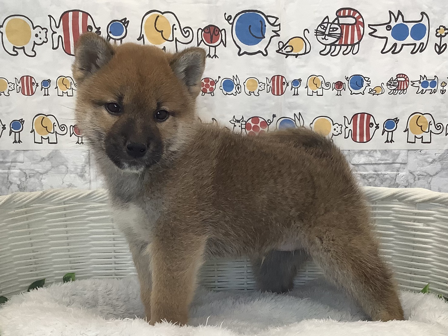 静岡県の柴犬(標準サイズ) (マルエスペット島田店/2025年9月27日生まれ/男の子/黒)の子犬の3枚目の画像