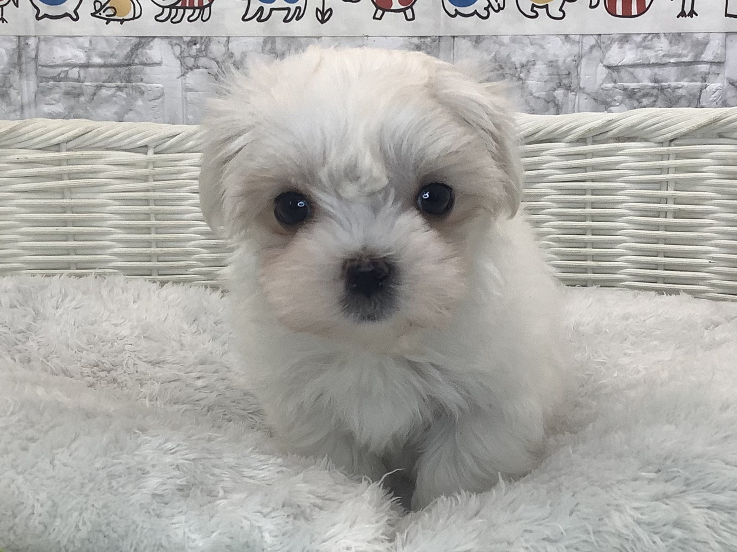 神奈川県のマルチーズ (マルエスペット湯河原店/2025年9月29日生まれ/男の子/ホワイト)の子犬の1枚目の画像