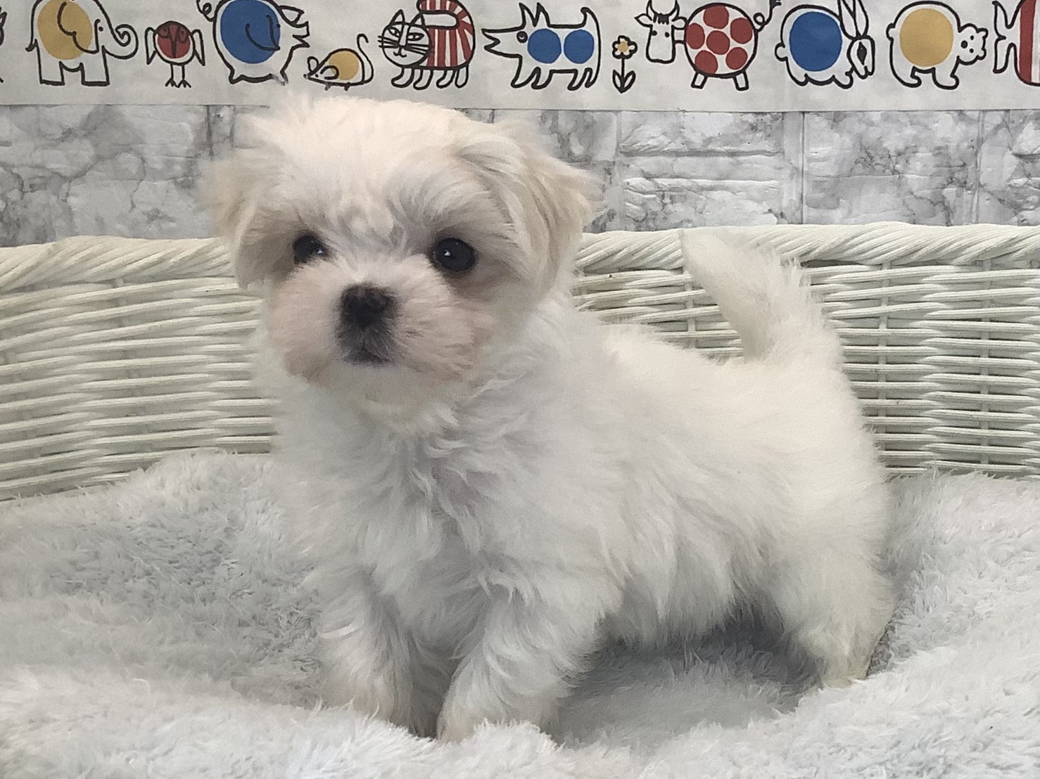 神奈川県のマルチーズ (マルエスペット湯河原店/2025年9月29日生まれ/男の子/ホワイト)の子犬の3枚目の画像