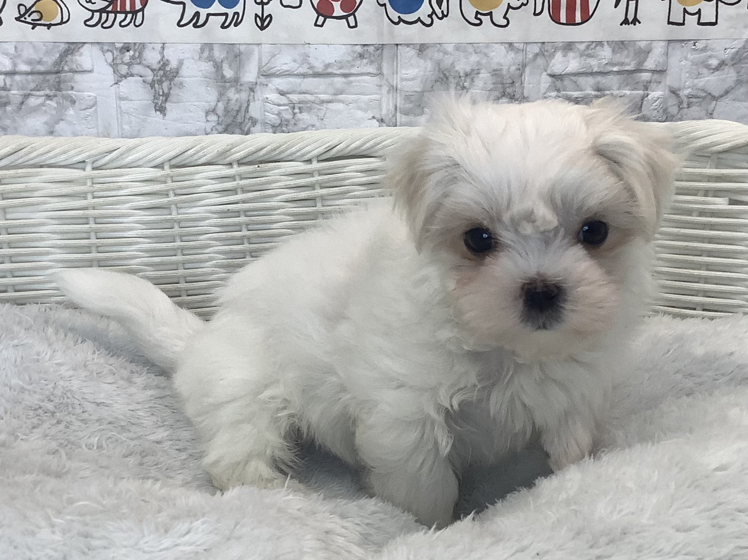 神奈川県のマルチーズ (マルエスペット湯河原店/2025年9月29日生まれ/男の子/ホワイト)の子犬の2枚目の画像