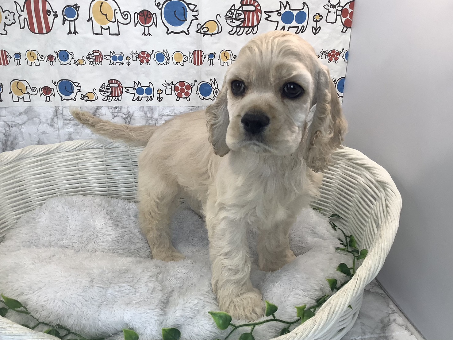 奈良県のアメリカンコッカースパニエル (ペットアミ生駒店/2025年9月23日生まれ/男の子/バフ)の子犬の2枚目の画像
