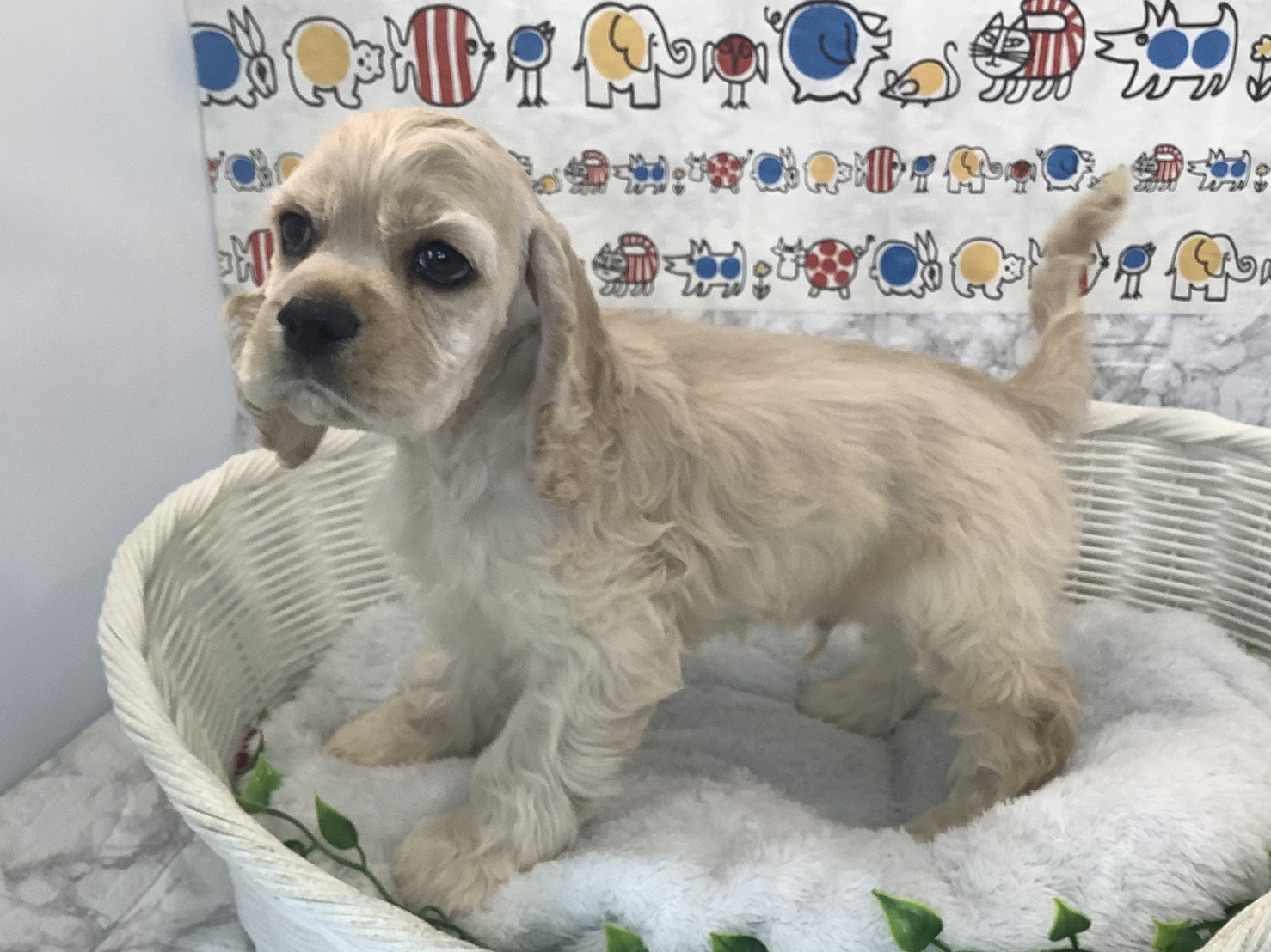 奈良県のアメリカンコッカースパニエル (ペットアミ生駒店/2025年9月23日生まれ/男の子/バフ)の子犬の3枚目の画像