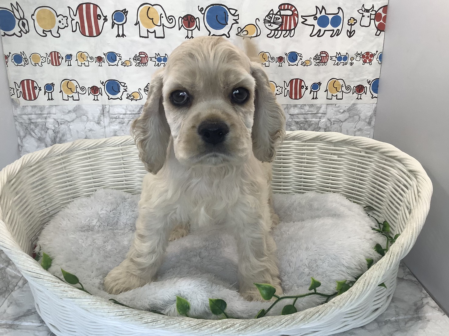 奈良県のアメリカンコッカースパニエル (ペットアミ生駒店/2025年9月23日生まれ/男の子/バフ)の子犬の1枚目の画像