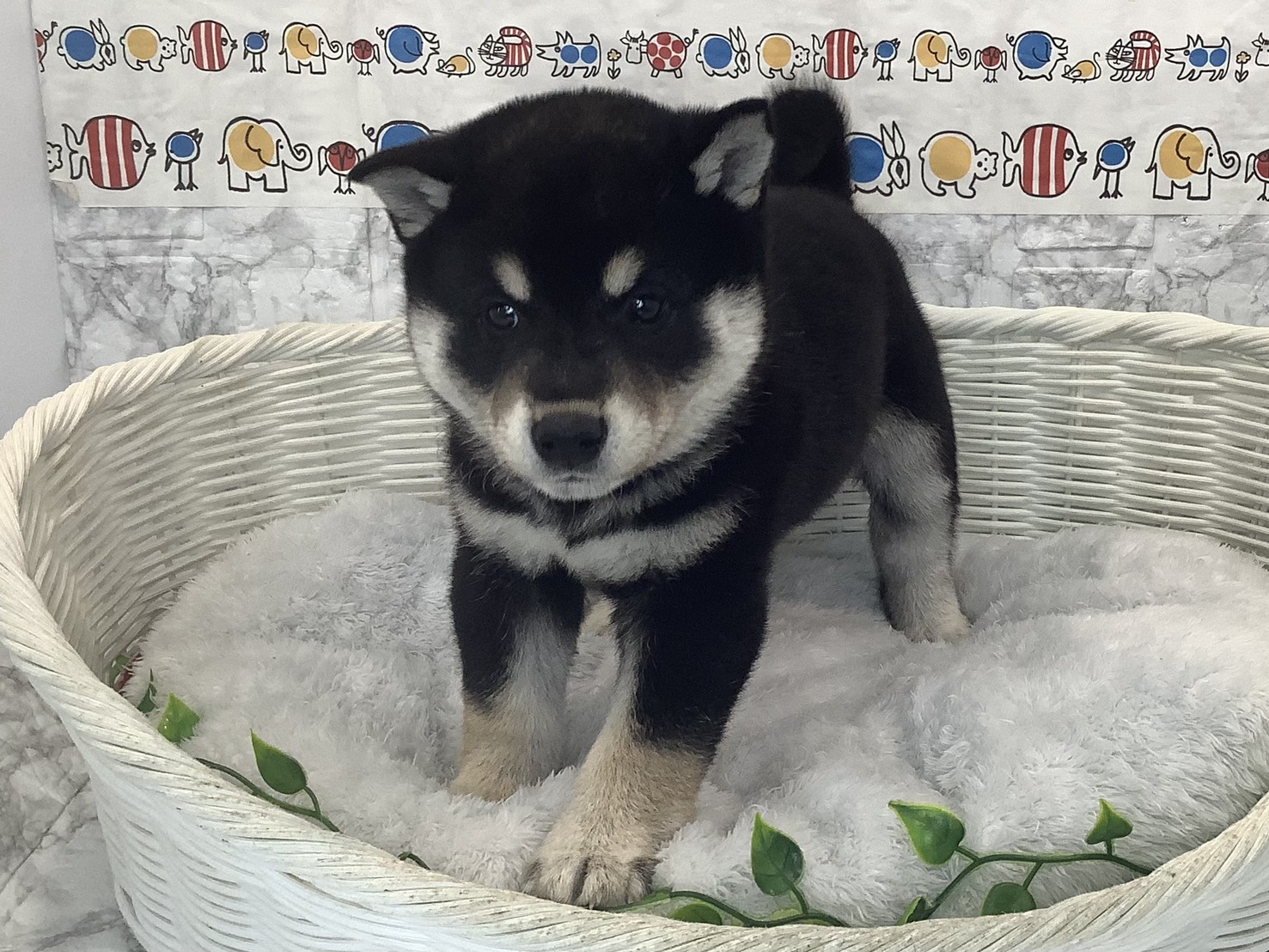 静岡県の柴犬(標準サイズ) (マルエスペット富士店/2025年9月28日生まれ/男の子/黒)の子犬の1枚目の画像