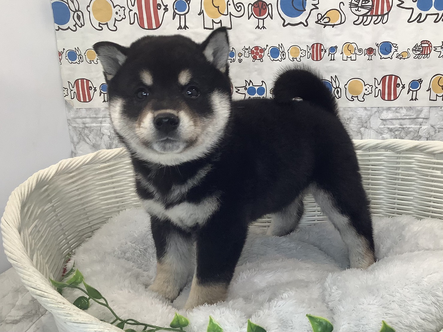 静岡県の柴犬(標準サイズ) (マルエスペット富士店/2025年9月28日生まれ/男の子/黒)の子犬の3枚目の画像