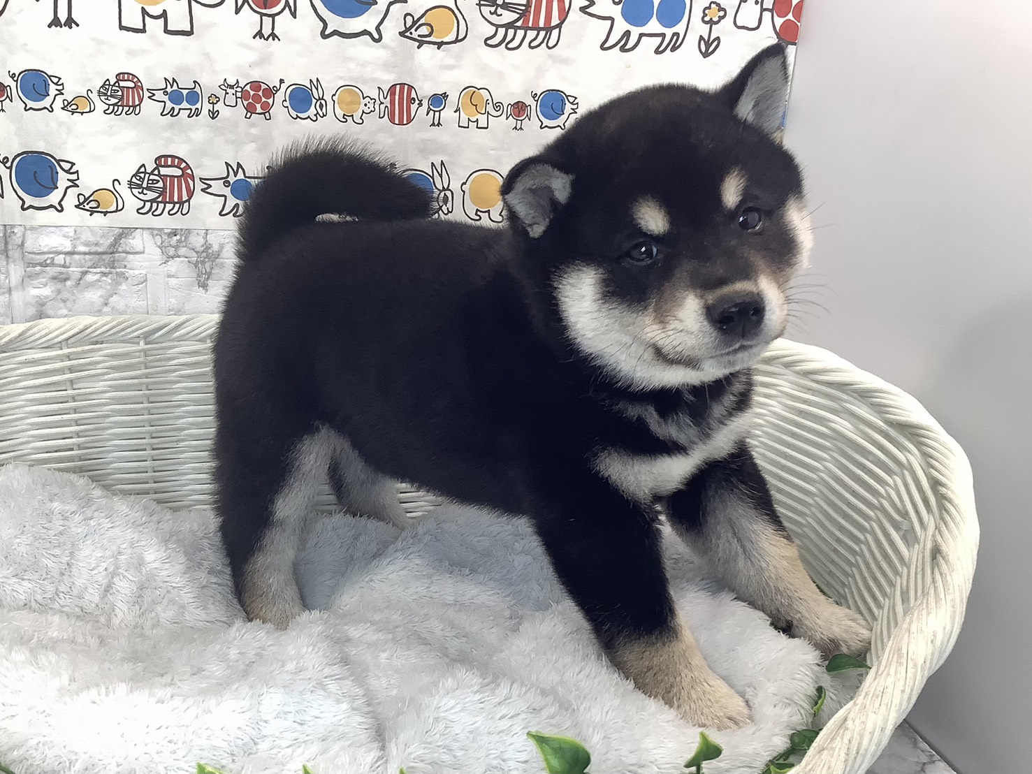 静岡県の柴犬(標準サイズ) (マルエスペット富士店/2025年9月28日生まれ/男の子/黒)の子犬の2枚目の画像