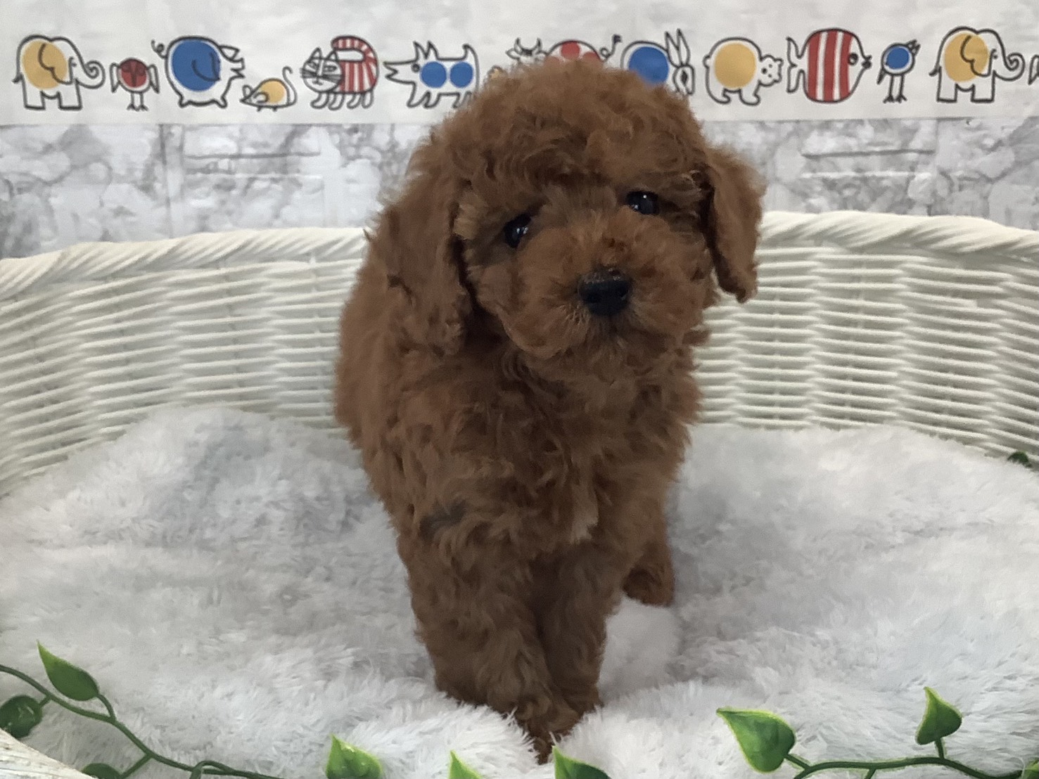 奈良県のトイプードル(トイ) (マルエスペット いかるが店/2025年9月29日生まれ/男の子/レッド)の子犬の1枚目の画像