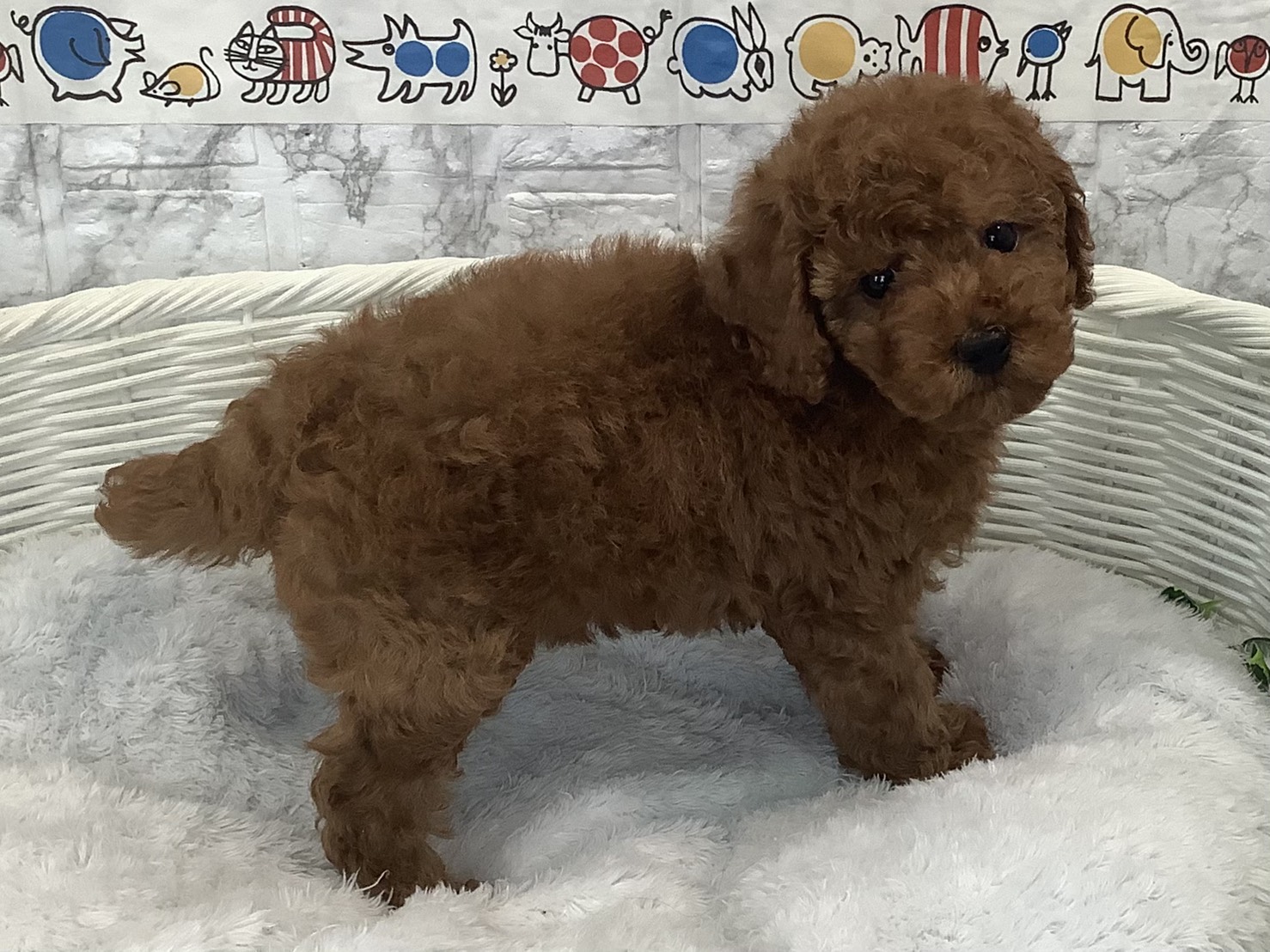 奈良県のトイプードル(トイ) (マルエスペット いかるが店/2025年9月29日生まれ/男の子/レッド)の子犬の2枚目の画像