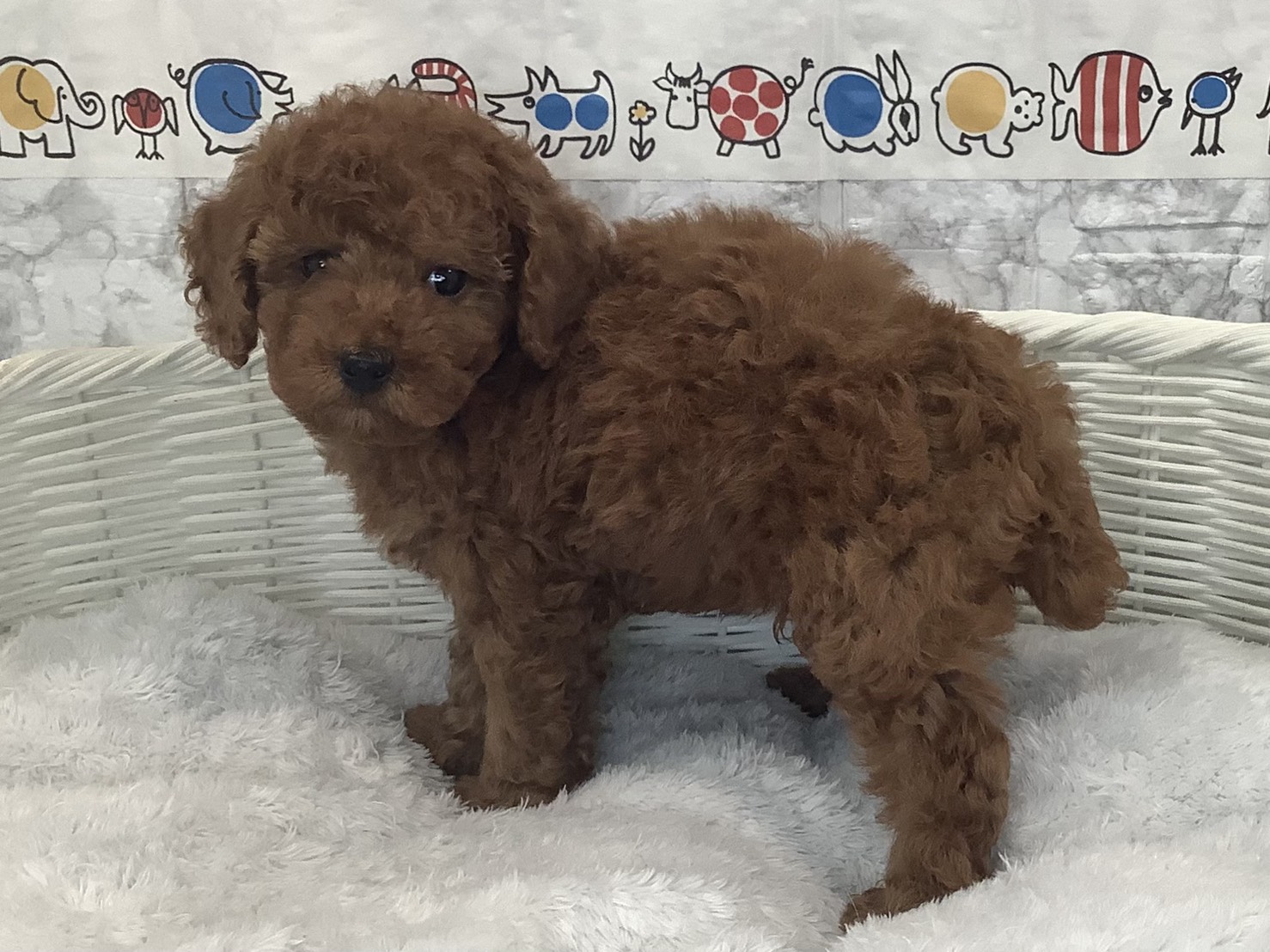 奈良県のトイプードル(トイ) (マルエスペット いかるが店/2025年9月29日生まれ/男の子/レッド)の子犬の3枚目の画像