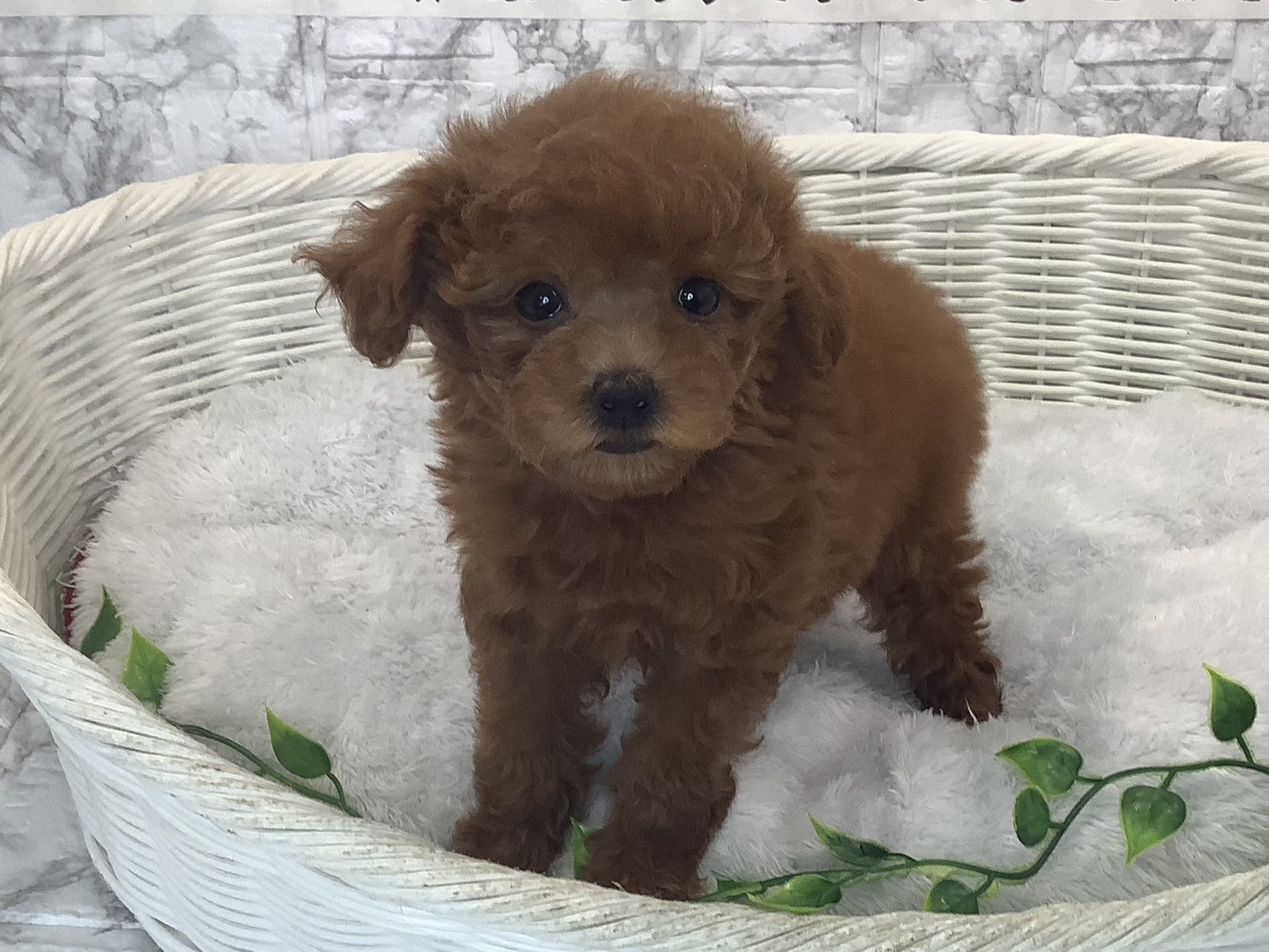 奈良県のトイプードル(トイ) (マルエスペット 富雄店/2025年9月29日生まれ/女の子/レッド)の子犬の1枚目の画像