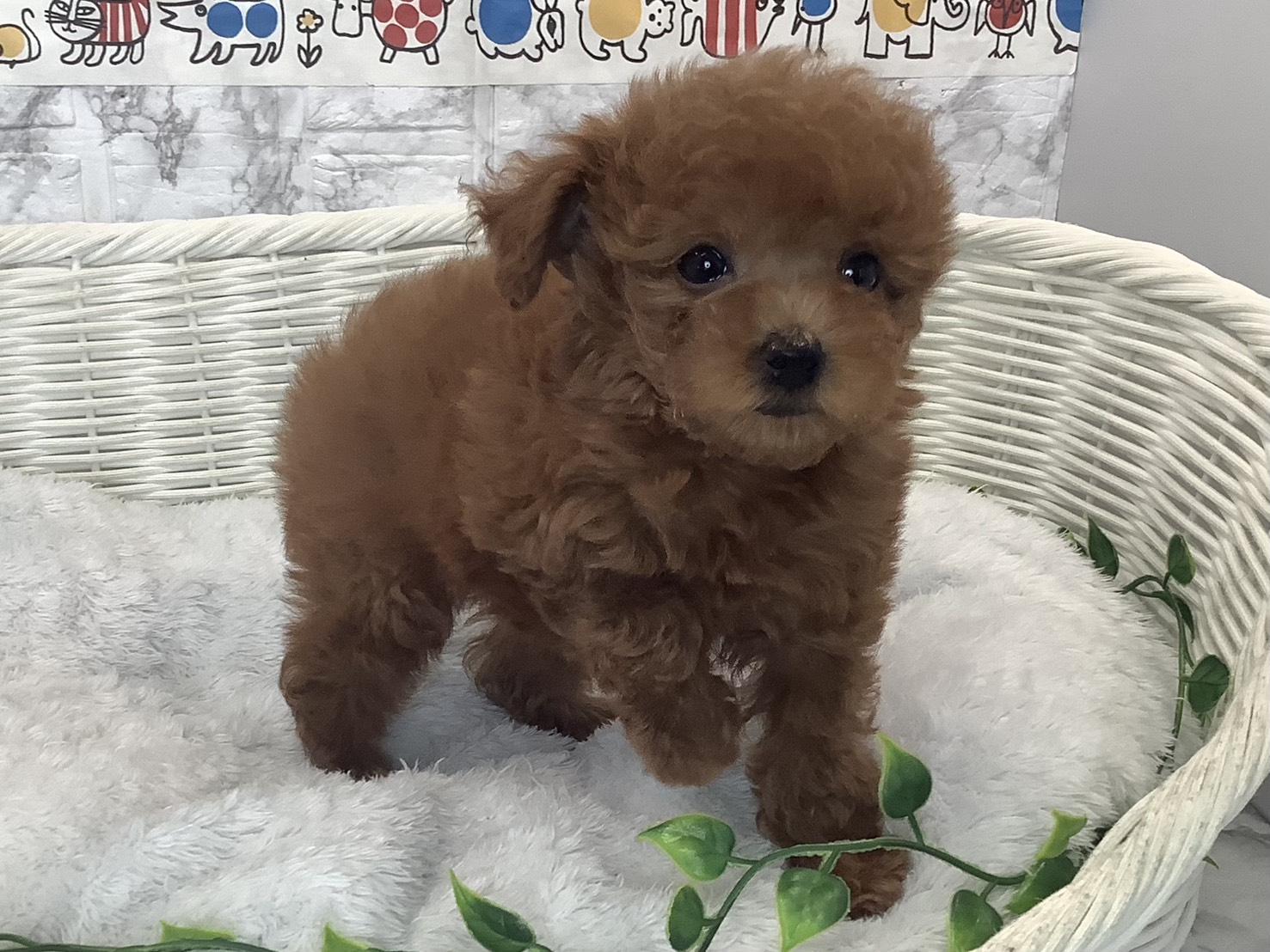 奈良県のトイプードル(トイ) (マルエスペット 富雄店/2025年9月29日生まれ/女の子/レッド)の子犬の2枚目の画像