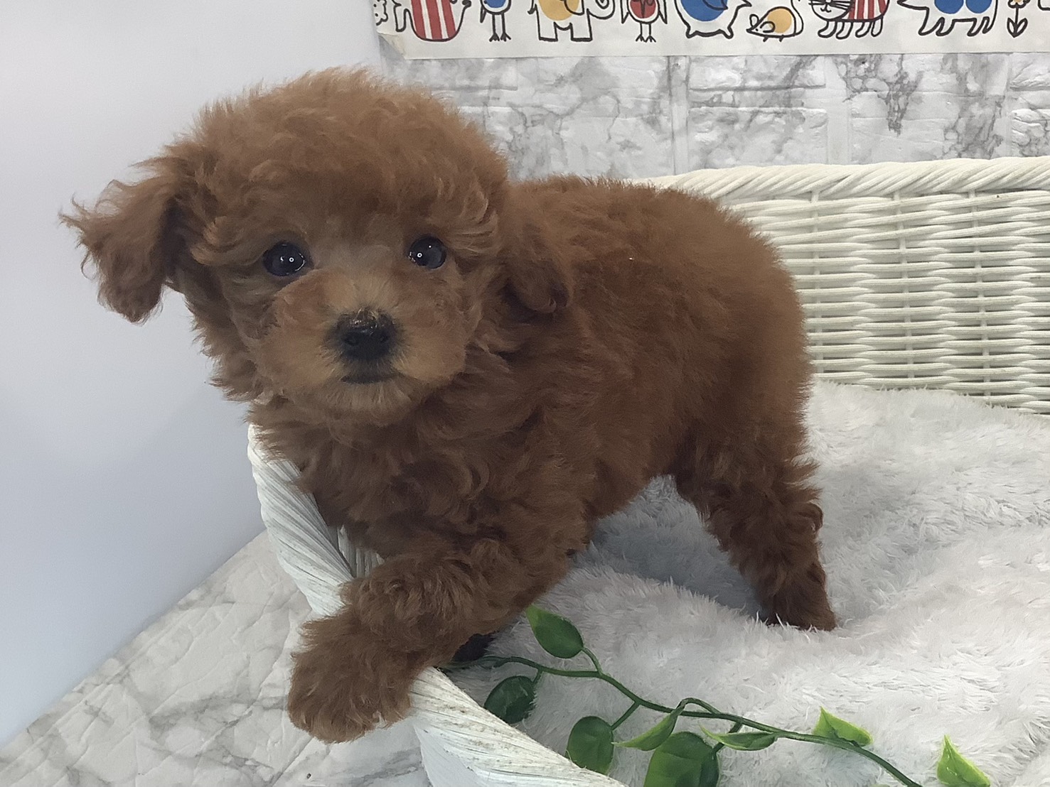 奈良県のトイプードル(トイ) (マルエスペット 富雄店/2025年9月29日生まれ/女の子/レッド)の子犬の3枚目の画像