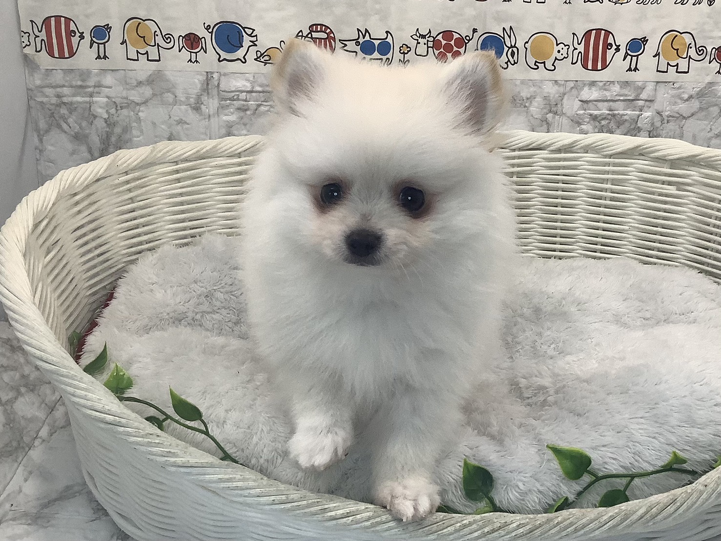 奈良県のポメチワ/チワポメ/ポメチー(ポメラニアン×チワワ) (マルエスペット ヒルステップ生駒店/2025年9月27日生まれ/男の子/クリーム)の子犬の1枚目の画像