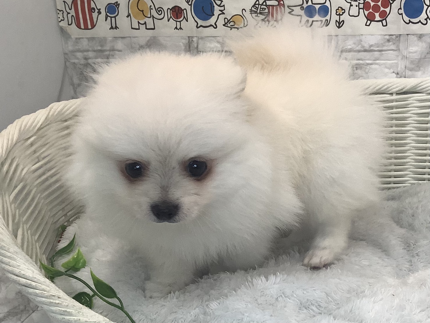 奈良県のポメチワ/チワポメ/ポメチー(ポメラニアン×チワワ) (マルエスペット ヒルステップ生駒店/2025年9月27日生まれ/男の子/クリーム)の子犬の3枚目の画像