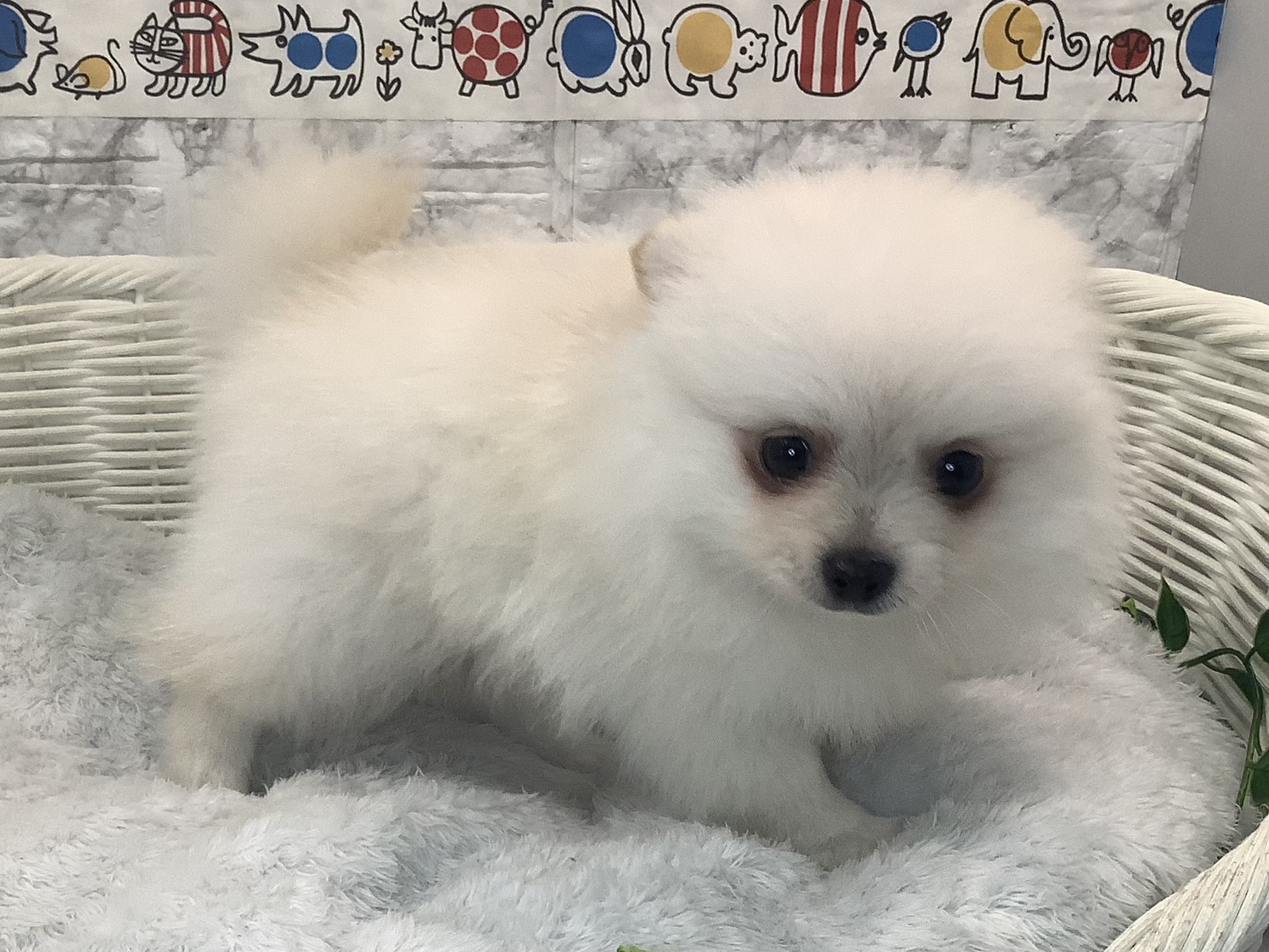 奈良県のポメチワ/チワポメ/ポメチー(ポメラニアン×チワワ) (マルエスペット ヒルステップ生駒店/2025年9月27日生まれ/男の子/クリーム)の子犬の2枚目の画像