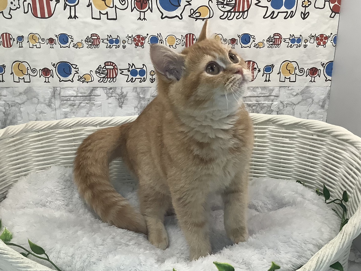 神奈川県のミヌエット (マルエスペット相模大野店/2025年7月8日生まれ/女の子/レッドタビー)の子猫の1枚目の画像