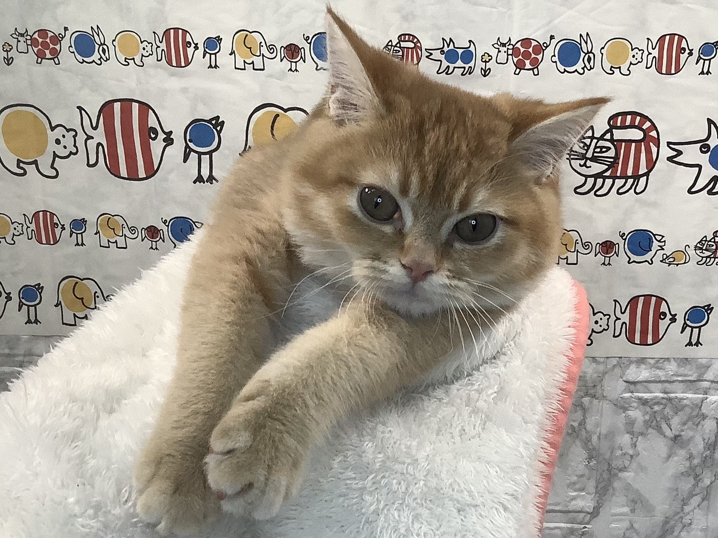 神奈川県のミヌエット (マルエスペット相模大野店/2025年7月8日生まれ/女の子/レッドタビー)の子猫の2枚目の画像