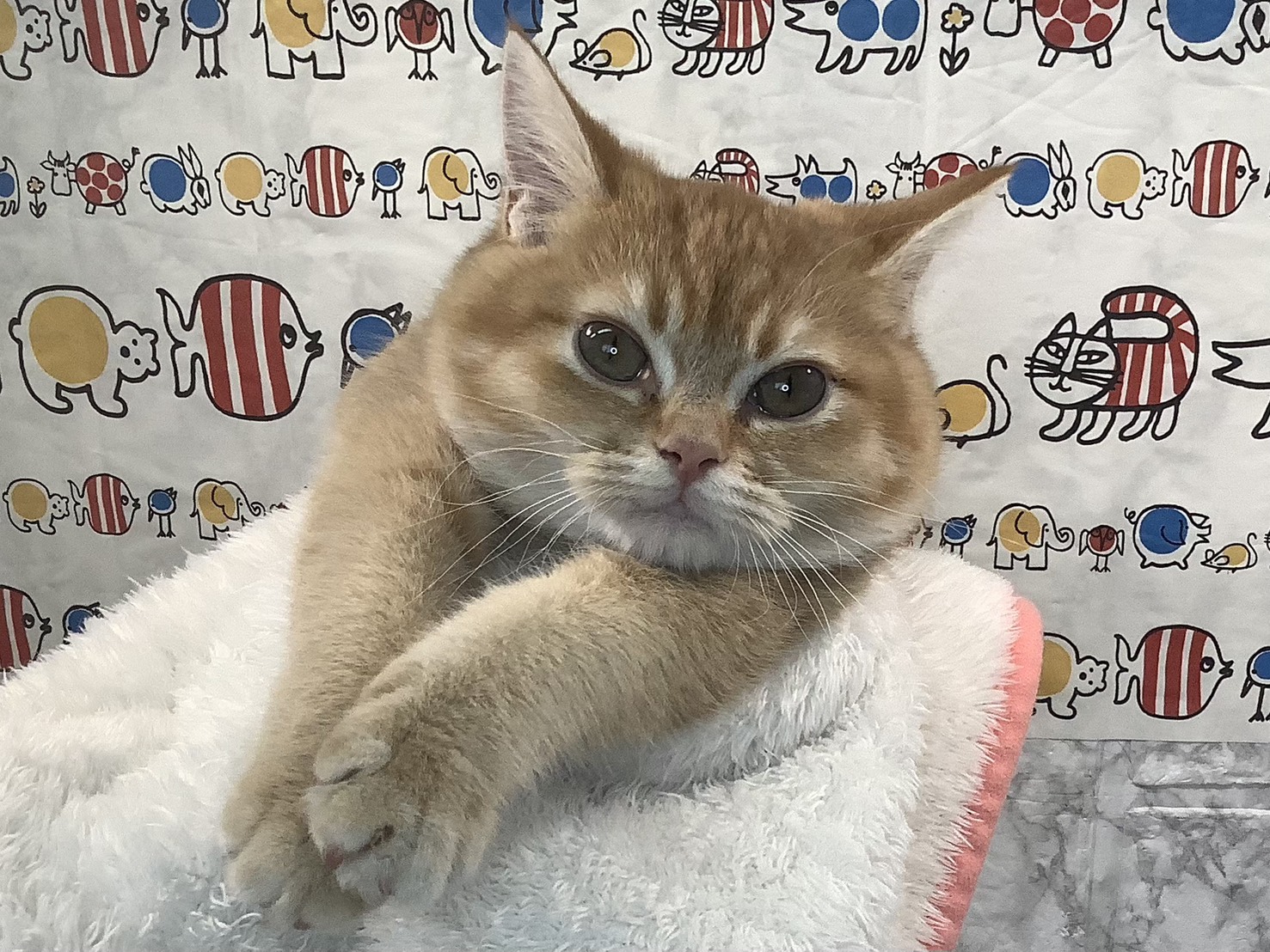 神奈川県のミヌエット (マルエスペット相模大野店/2025年7月8日生まれ/女の子/レッドタビー)の子猫の3枚目の画像