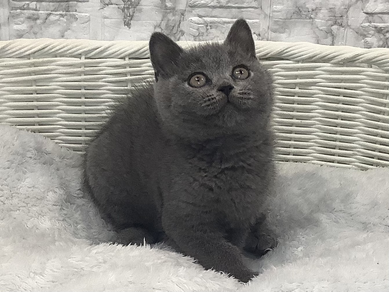 千葉県のブリティッシュショートヘアー (マルエスペット千鳥町店/2025年9月18日生まれ/男の子/ブルー)の子猫の1枚目の画像