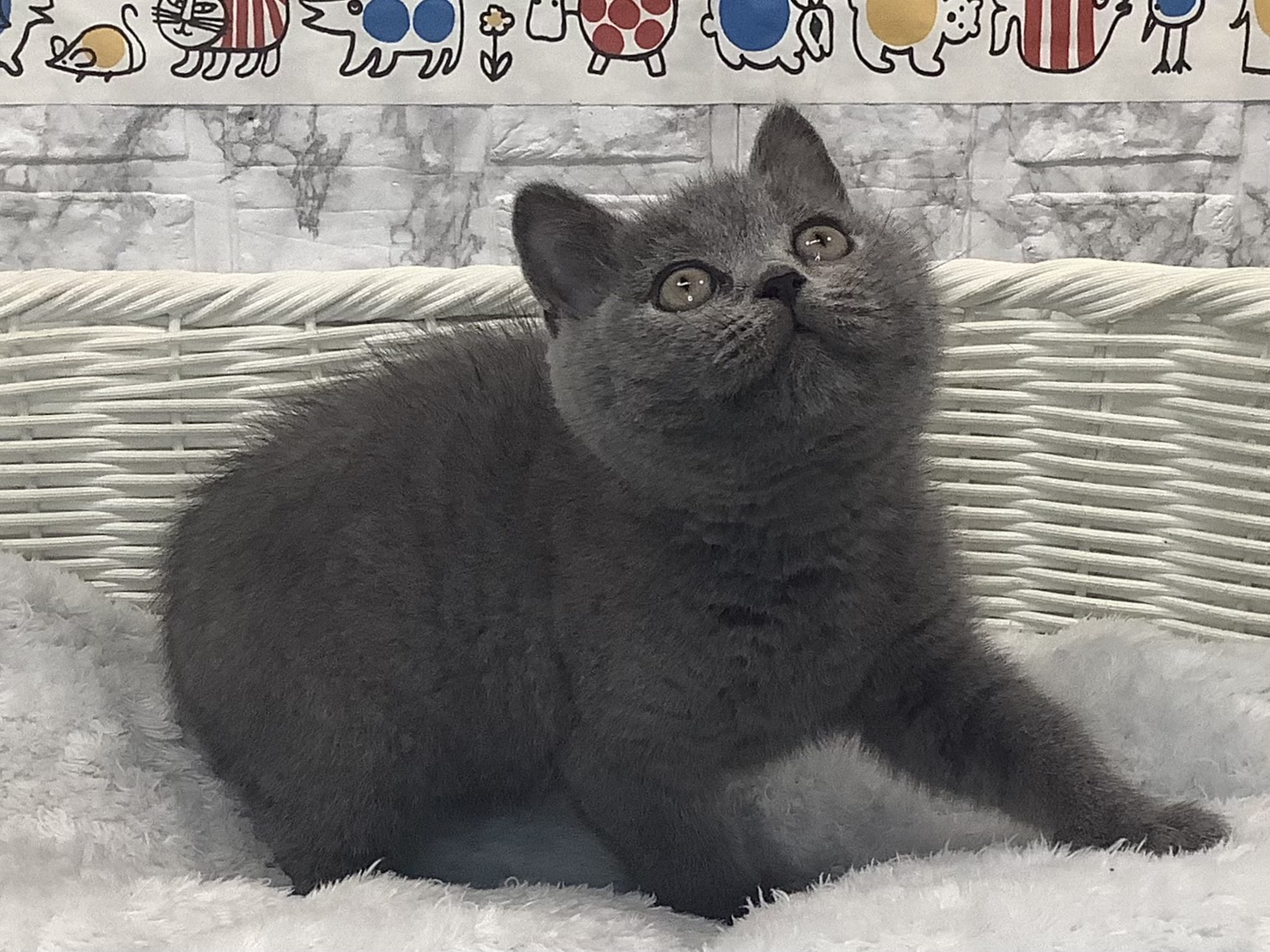 千葉県のブリティッシュショートヘアー (マルエスペット千鳥町店/2025年9月18日生まれ/男の子/ブルー)の子猫の2枚目の画像
