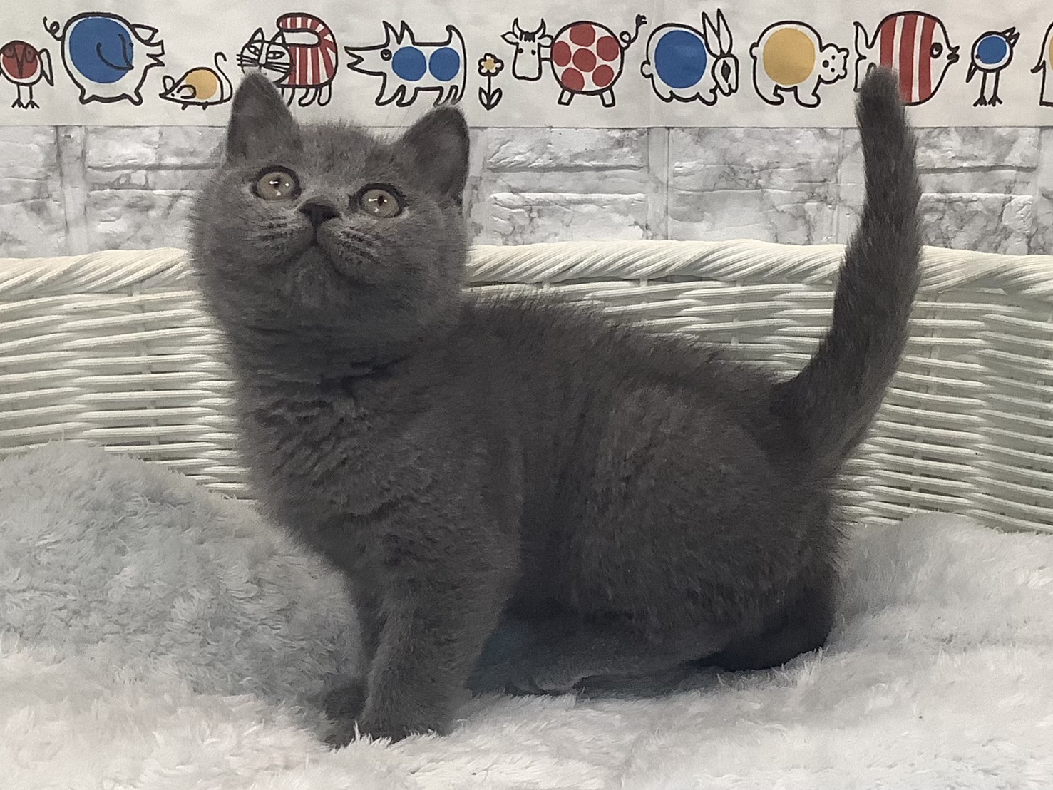 千葉県のブリティッシュショートヘアー (マルエスペット千鳥町店/2025年9月18日生まれ/男の子/ブルー)の子猫の3枚目の画像