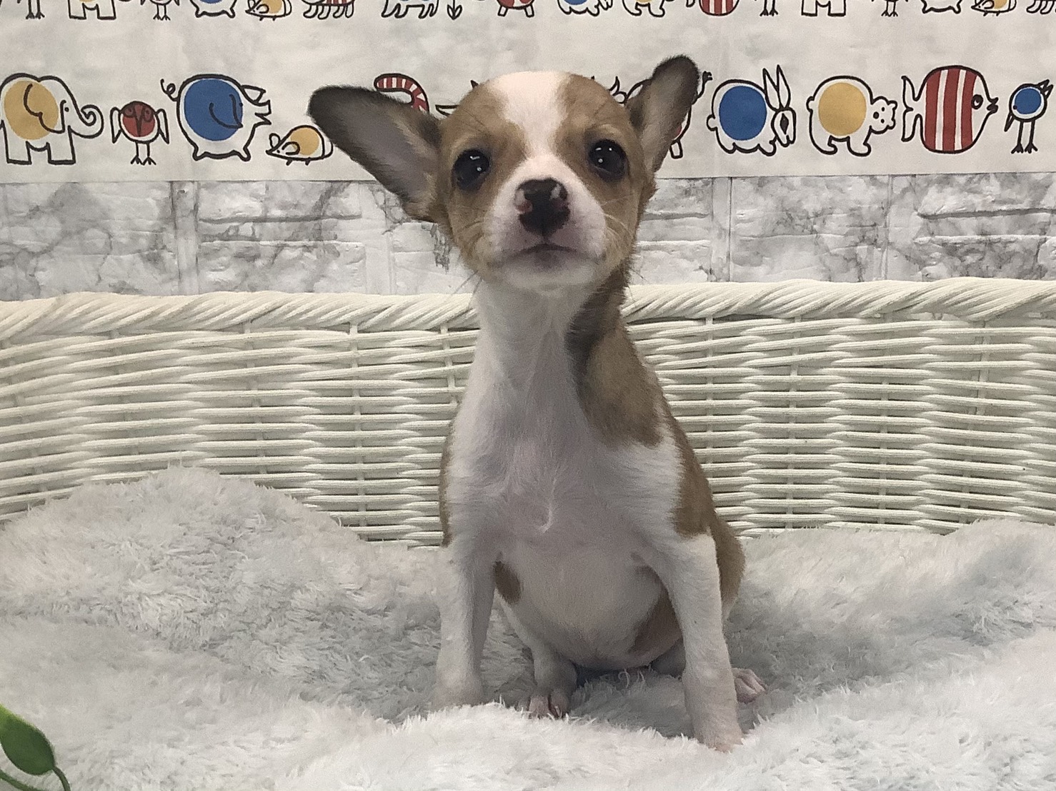 静岡県のハーフ犬・ミックス犬 (マルエスペット富士店/2025年9月28日生まれ/女の子/フォーンホワイト)の子犬の1枚目の画像