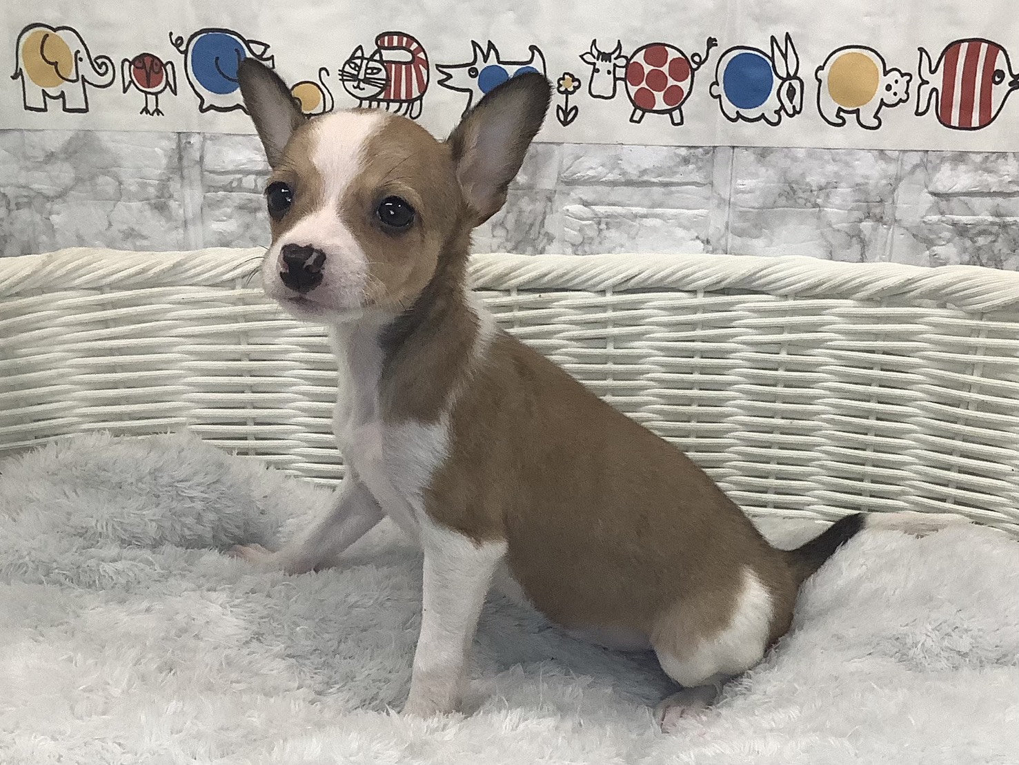 静岡県のハーフ犬・ミックス犬 (マルエスペット富士店/2025年9月28日生まれ/女の子/フォーンホワイト)の子犬の3枚目の画像