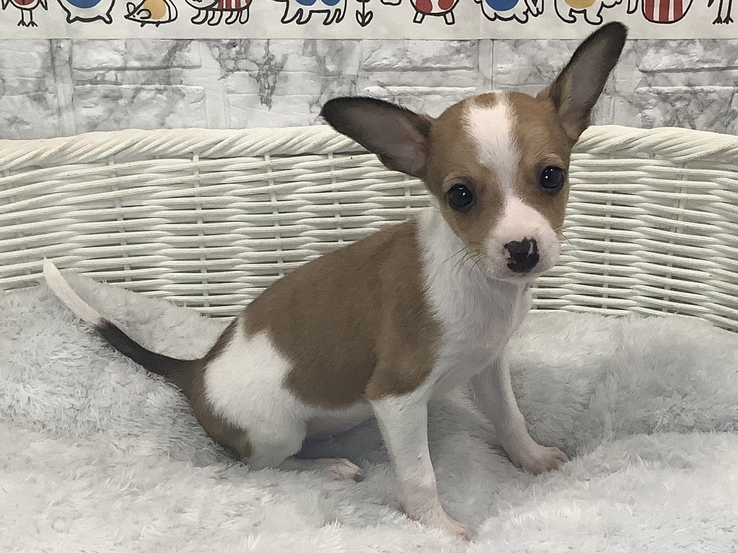 静岡県のハーフ犬・ミックス犬 (マルエスペット富士店/2025年9月28日生まれ/女の子/フォーンホワイト)の子犬の2枚目の画像