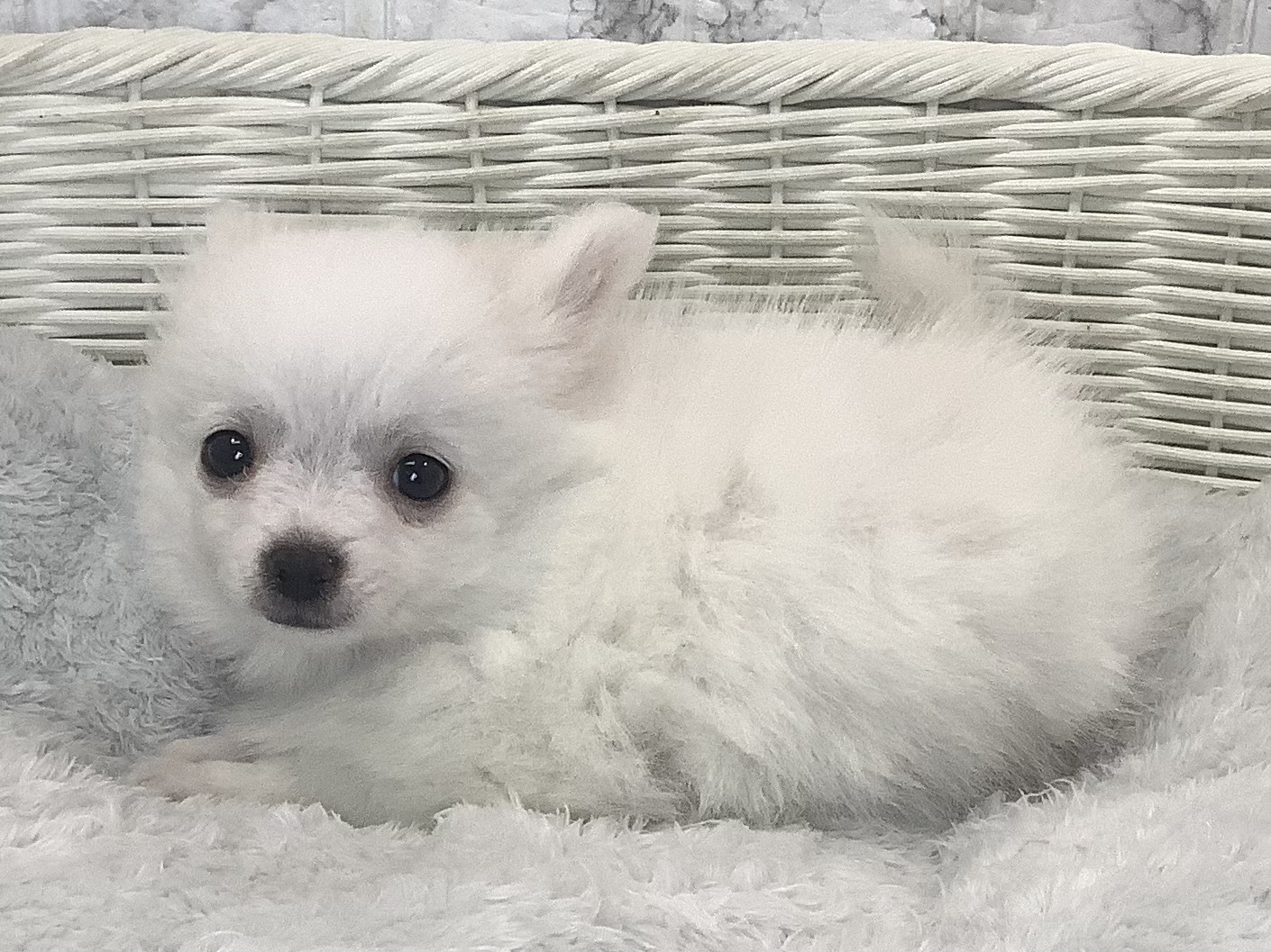 奈良県のポメチワ/チワポメ/ポメチー(ポメラニアン×チワワ) (マルエスペット いかるが店/2025年9月28日生まれ/男の子/ホワイト)の子犬の3枚目の画像