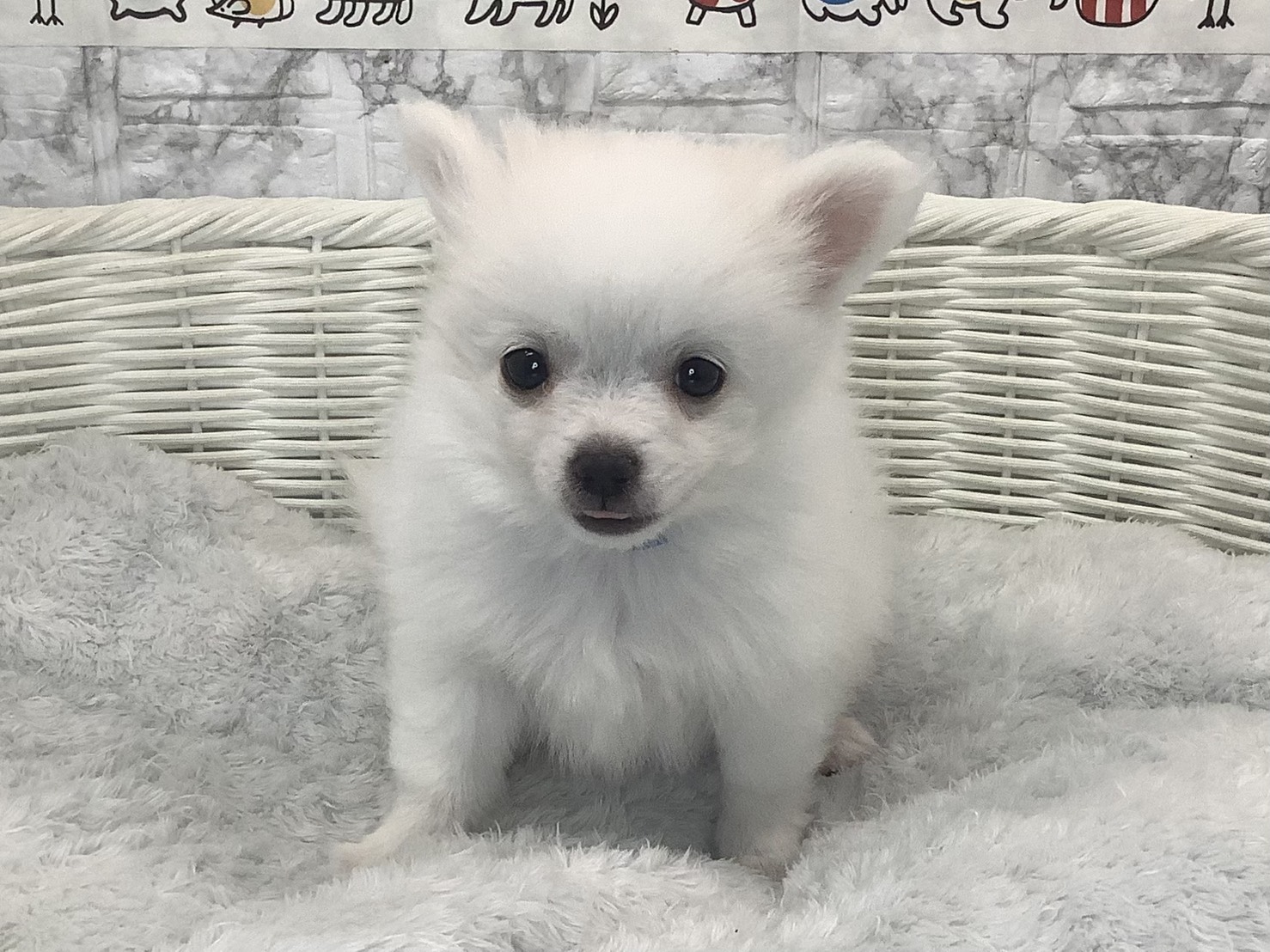 奈良県のポメチワ/チワポメ/ポメチー(ポメラニアン×チワワ) (マルエスペット いかるが店/2025年9月28日生まれ/男の子/ホワイト)の子犬の1枚目の画像