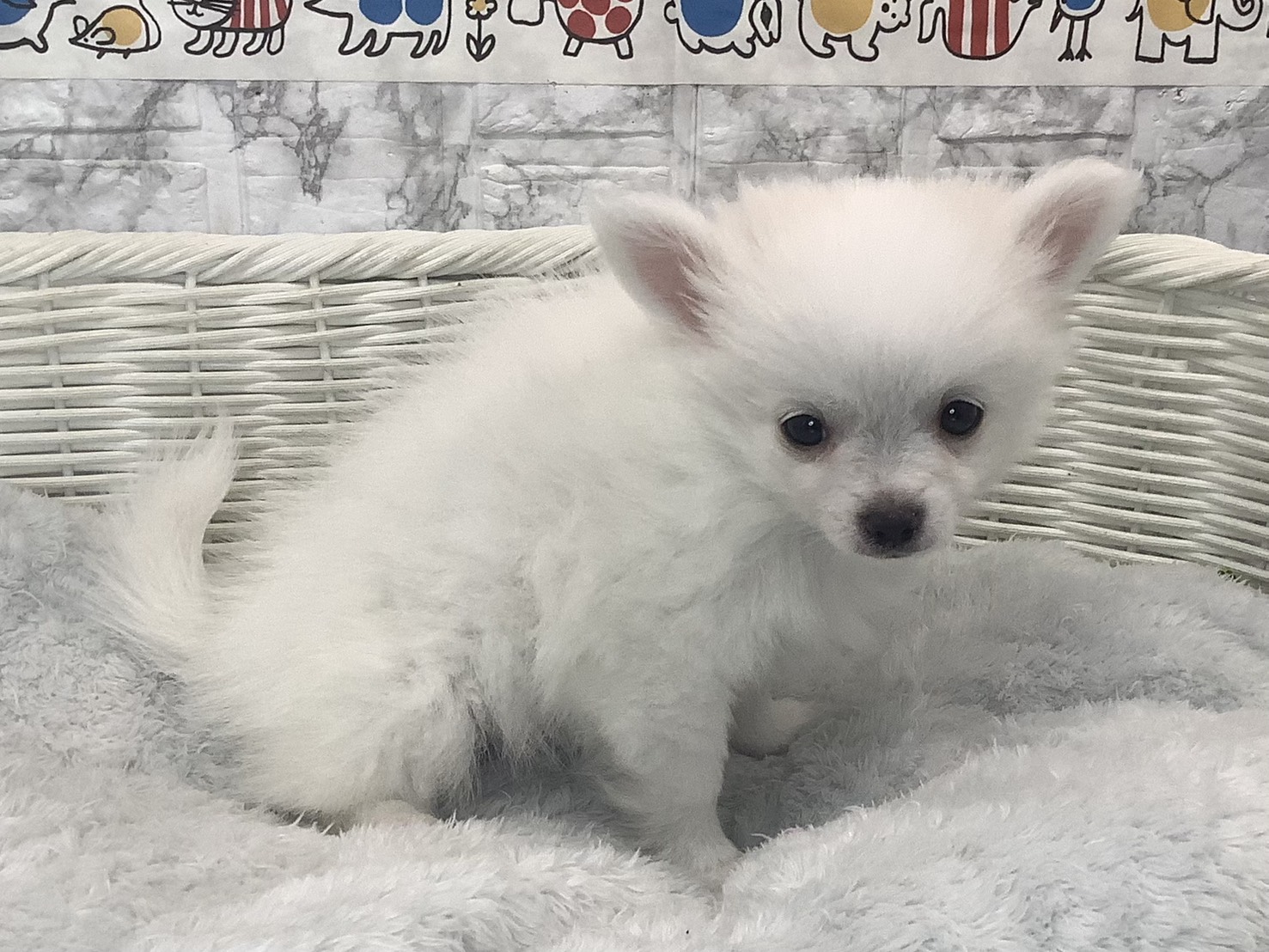 奈良県のポメチワ/チワポメ/ポメチー(ポメラニアン×チワワ) (マルエスペット いかるが店/2025年9月28日生まれ/男の子/ホワイト)の子犬の2枚目の画像