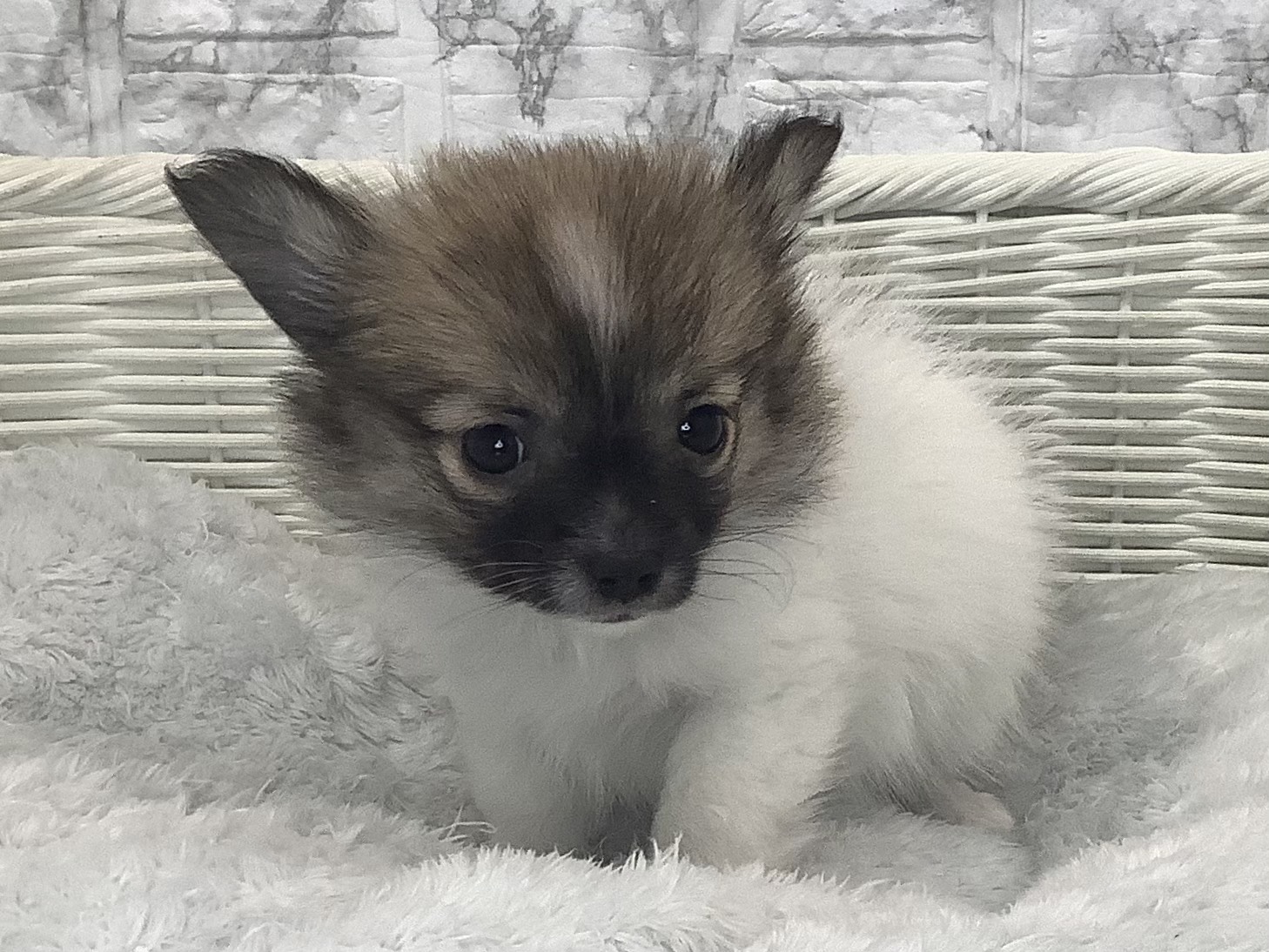 奈良県のポメチワ/チワポメ/ポメチー(ポメラニアン×チワワ) (マルエスペット いかるが店/2025年9月28日生まれ/男の子/フォーンホワイト)の子犬の1枚目の画像