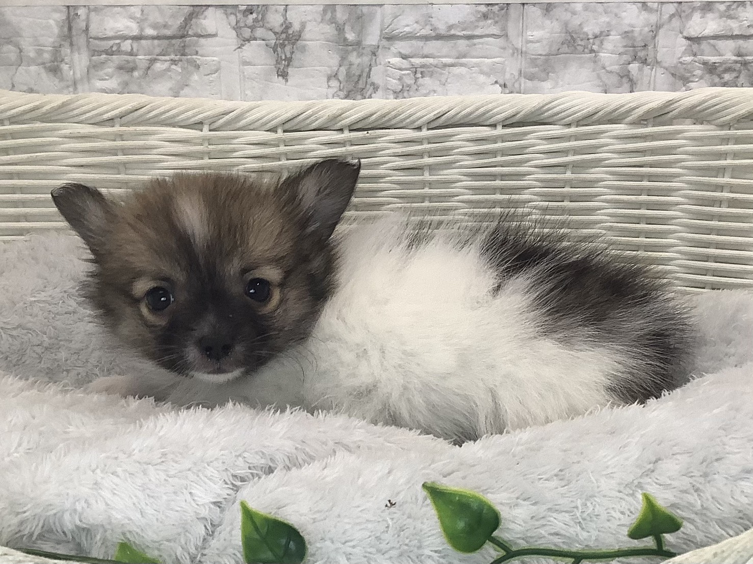 奈良県のポメチワ/チワポメ/ポメチー(ポメラニアン×チワワ) (マルエスペット いかるが店/2025年9月28日生まれ/男の子/フォーンホワイト)の子犬の3枚目の画像