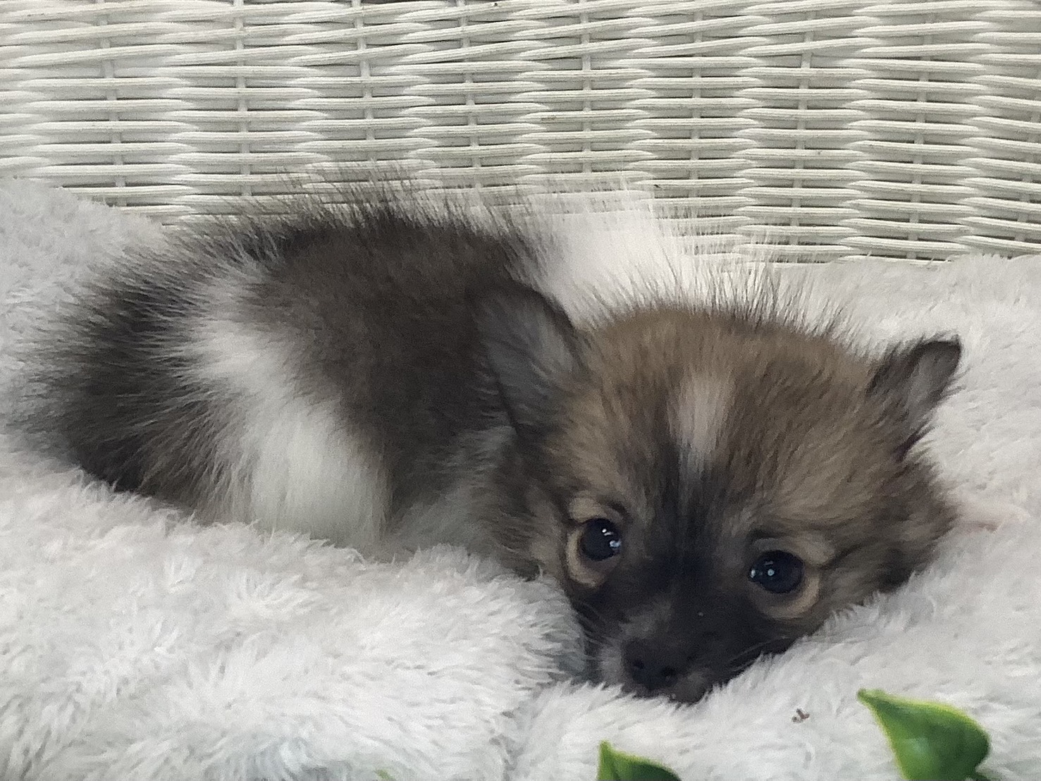 奈良県のポメチワ/チワポメ/ポメチー(ポメラニアン×チワワ) (マルエスペット いかるが店/2025年9月28日生まれ/男の子/フォーンホワイト)の子犬の2枚目の画像