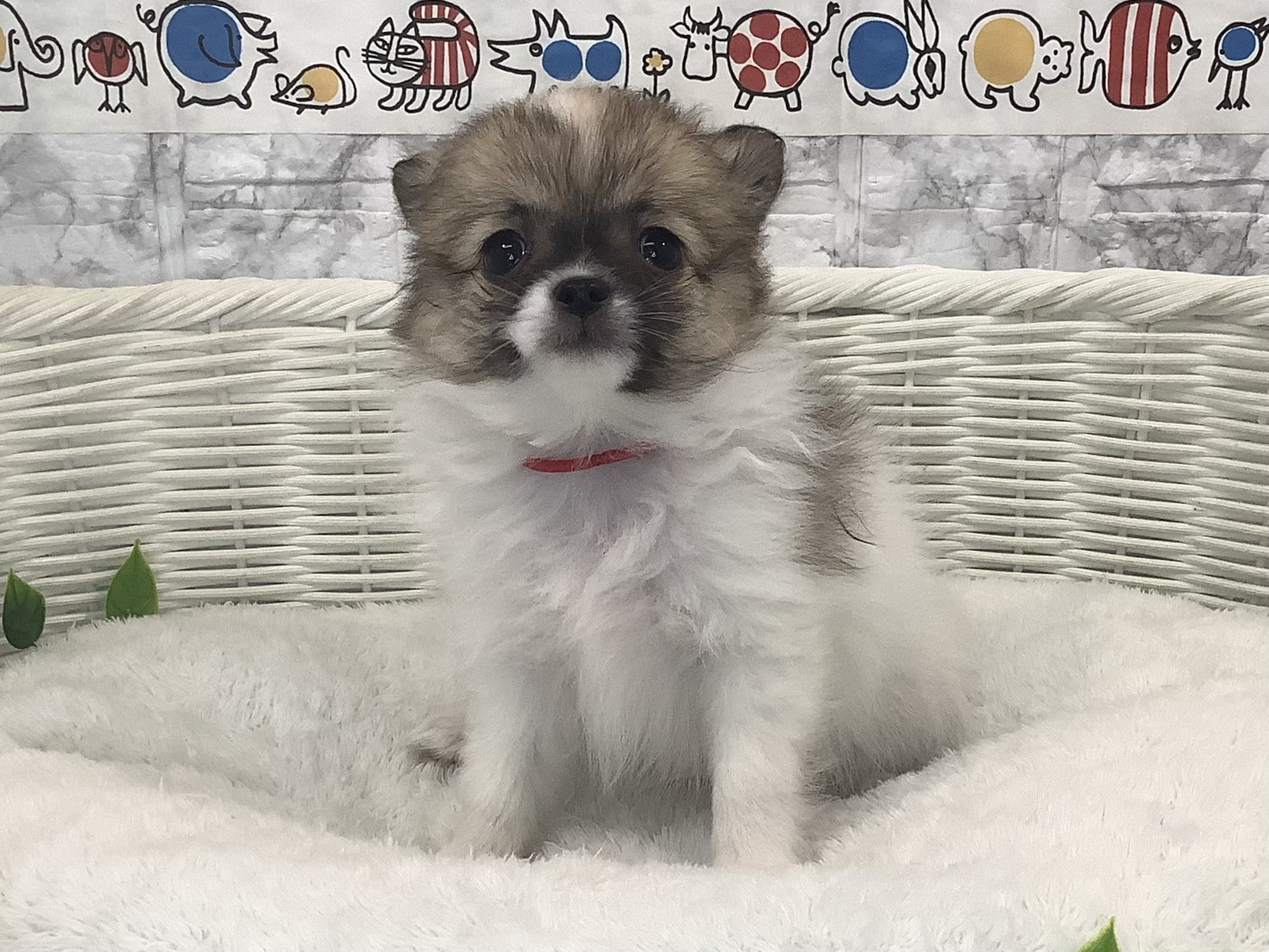 奈良県のポメチワ/チワポメ/ポメチー(ポメラニアン×チワワ) (マルエスペット いかるが店/2025年9月28日生まれ/女の子/フォーンホワイト)の子犬の1枚目の画像