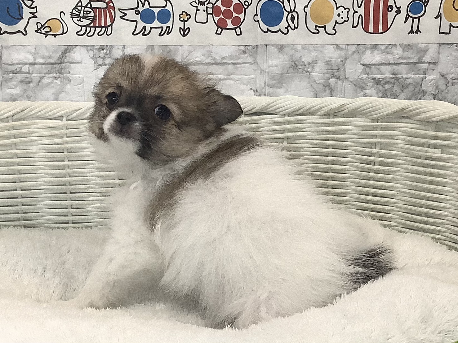 奈良県のポメチワ/チワポメ/ポメチー(ポメラニアン×チワワ) (マルエスペット いかるが店/2025年9月28日生まれ/女の子/フォーンホワイト)の子犬の3枚目の画像