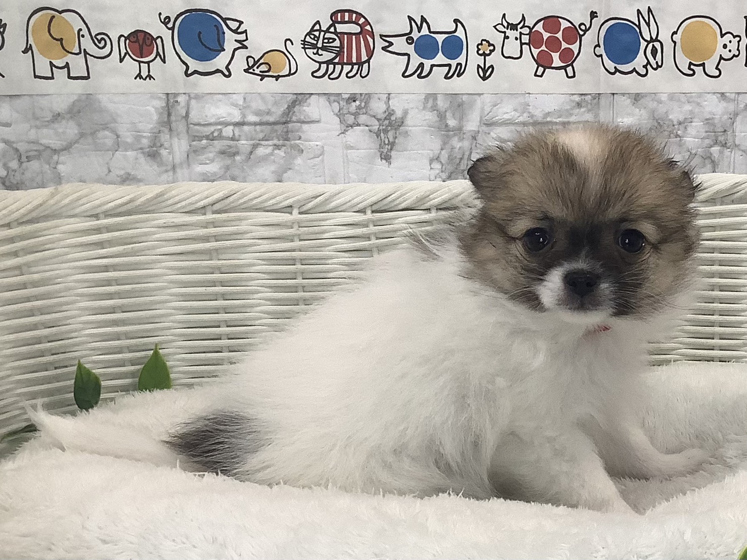 奈良県のポメチワ/チワポメ/ポメチー(ポメラニアン×チワワ) (マルエスペット いかるが店/2025年9月28日生まれ/女の子/フォーンホワイト)の子犬の2枚目の画像
