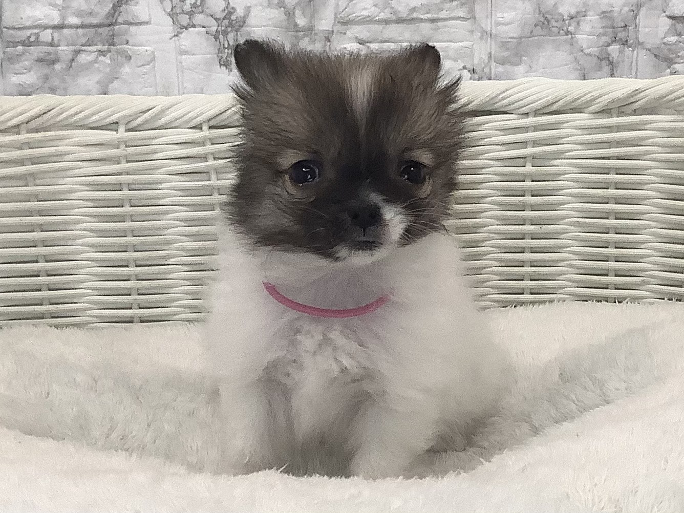 奈良県のポメチワ/チワポメ/ポメチー(ポメラニアン×チワワ) (マルエスペット いかるが店/2025年9月28日生まれ/女の子/フォーンホワイト)の子犬の1枚目の画像