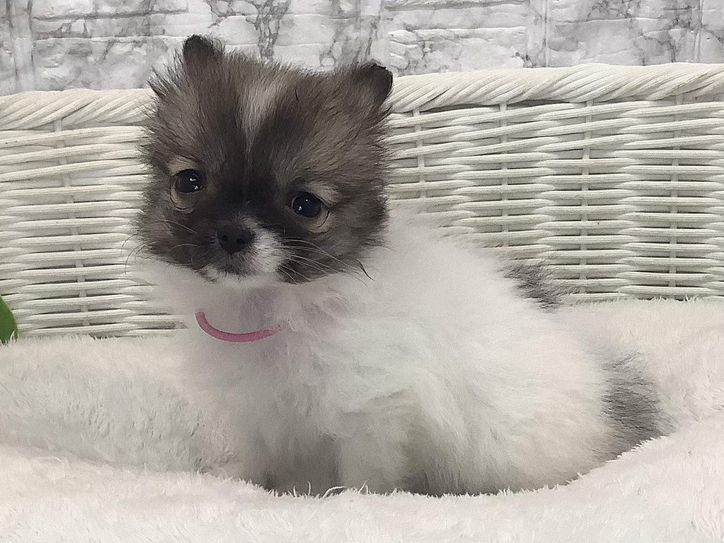 奈良県のポメチワ/チワポメ/ポメチー(ポメラニアン×チワワ) (マルエスペット いかるが店/2025年9月28日生まれ/女の子/フォーンホワイト)の子犬の3枚目の画像