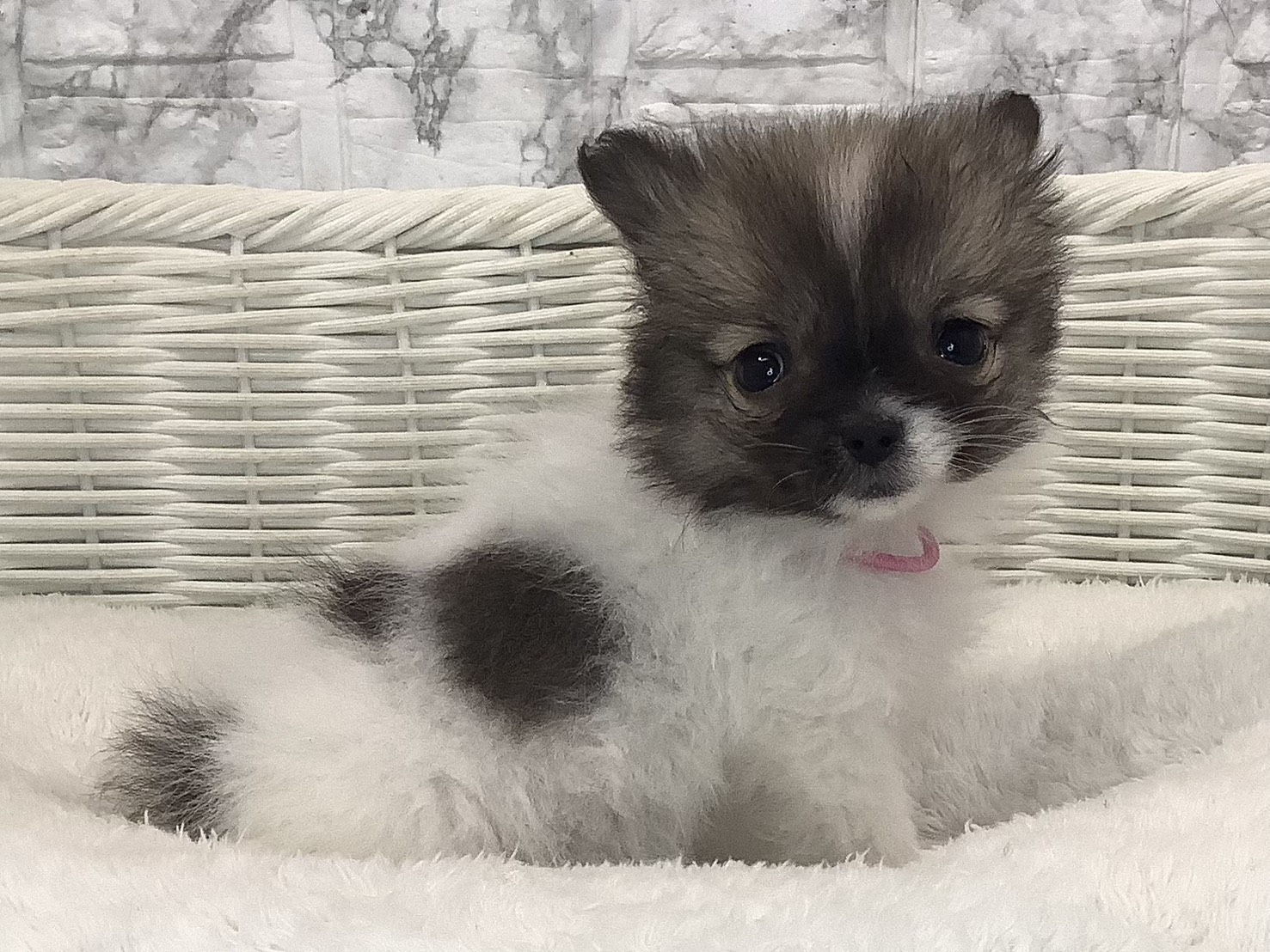 奈良県のポメチワ/チワポメ/ポメチー(ポメラニアン×チワワ) (マルエスペット いかるが店/2025年9月28日生まれ/女の子/フォーンホワイト)の子犬の2枚目の画像