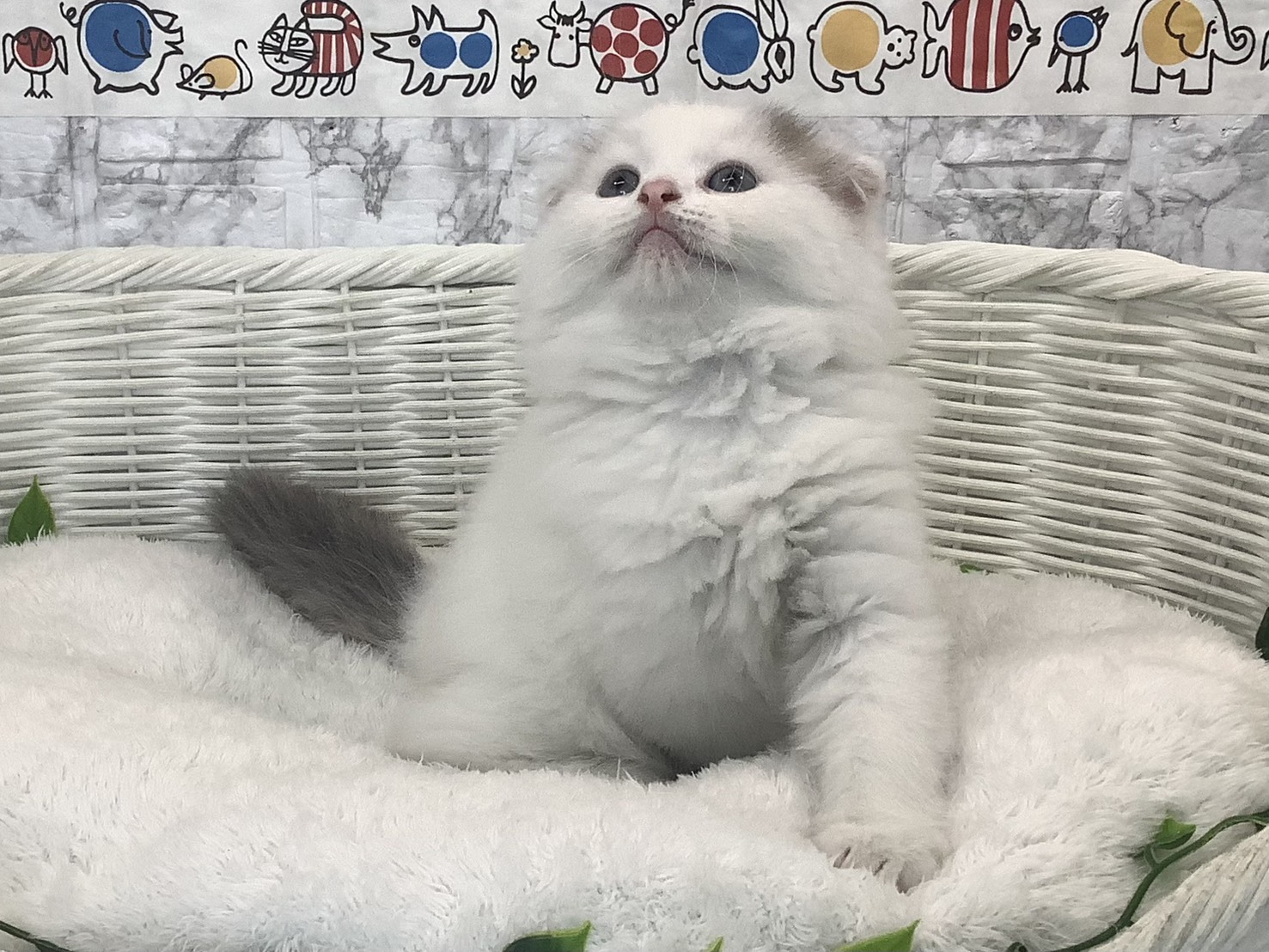 静岡県のスコティッシュフォールド (マルエスペットホームアシスト店/2025年9月28日生まれ/男の子/ブルータビーホワイト)の子猫の1枚目の画像