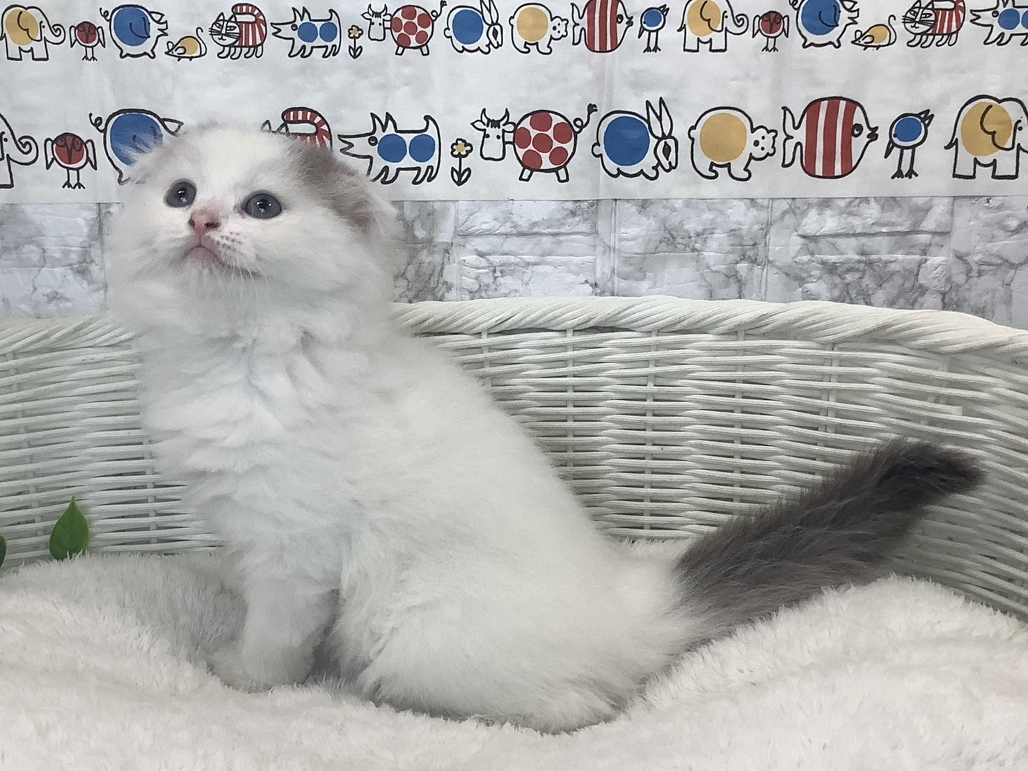 静岡県のスコティッシュフォールド (マルエスペットホームアシスト店/2025年9月28日生まれ/男の子/ブルータビーホワイト)の子猫の3枚目の画像
