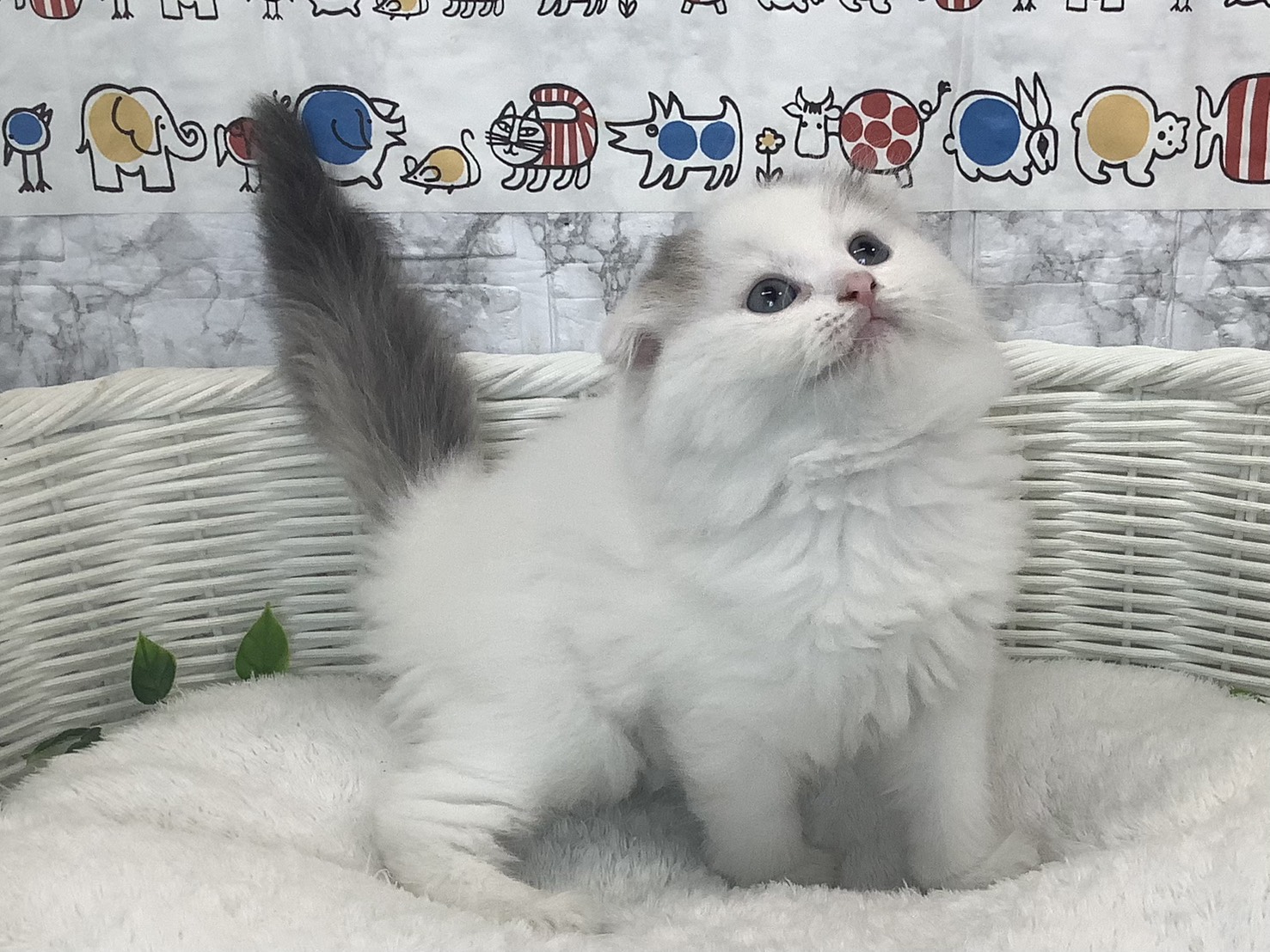 静岡県のスコティッシュフォールド (マルエスペットホームアシスト店/2025年9月28日生まれ/男の子/ブルータビーホワイト)の子猫の2枚目の画像