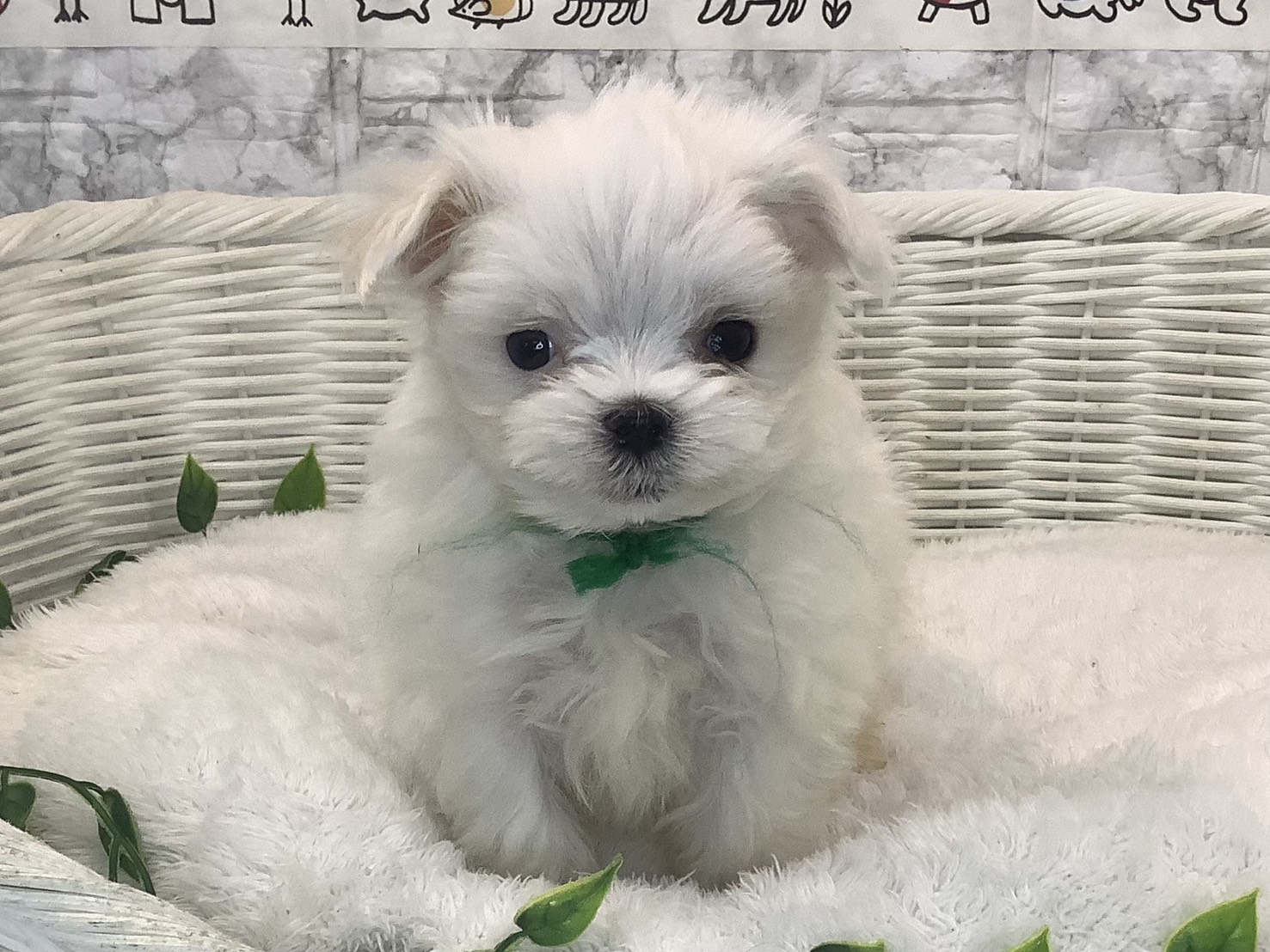 奈良県のマルチーズ (マルエスペット はんな店/2025年9月28日生まれ/男の子/ホワイト)の子犬の1枚目の画像