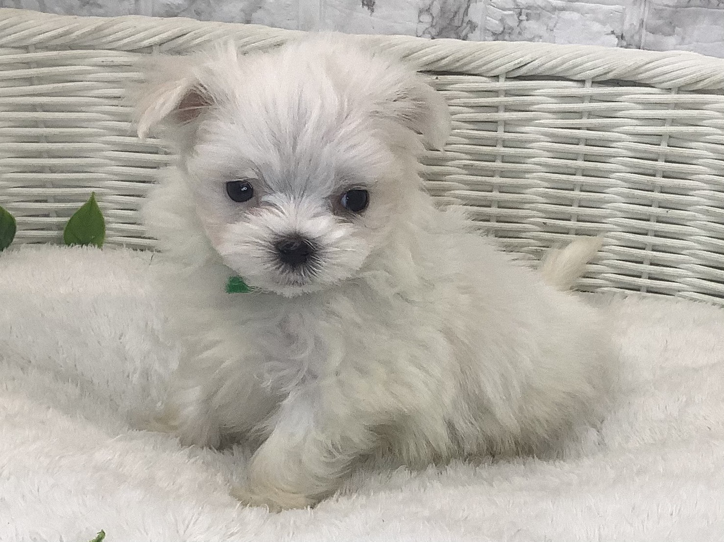 奈良県のマルチーズ (マルエスペット はんな店/2025年9月28日生まれ/男の子/ホワイト)の子犬の3枚目の画像