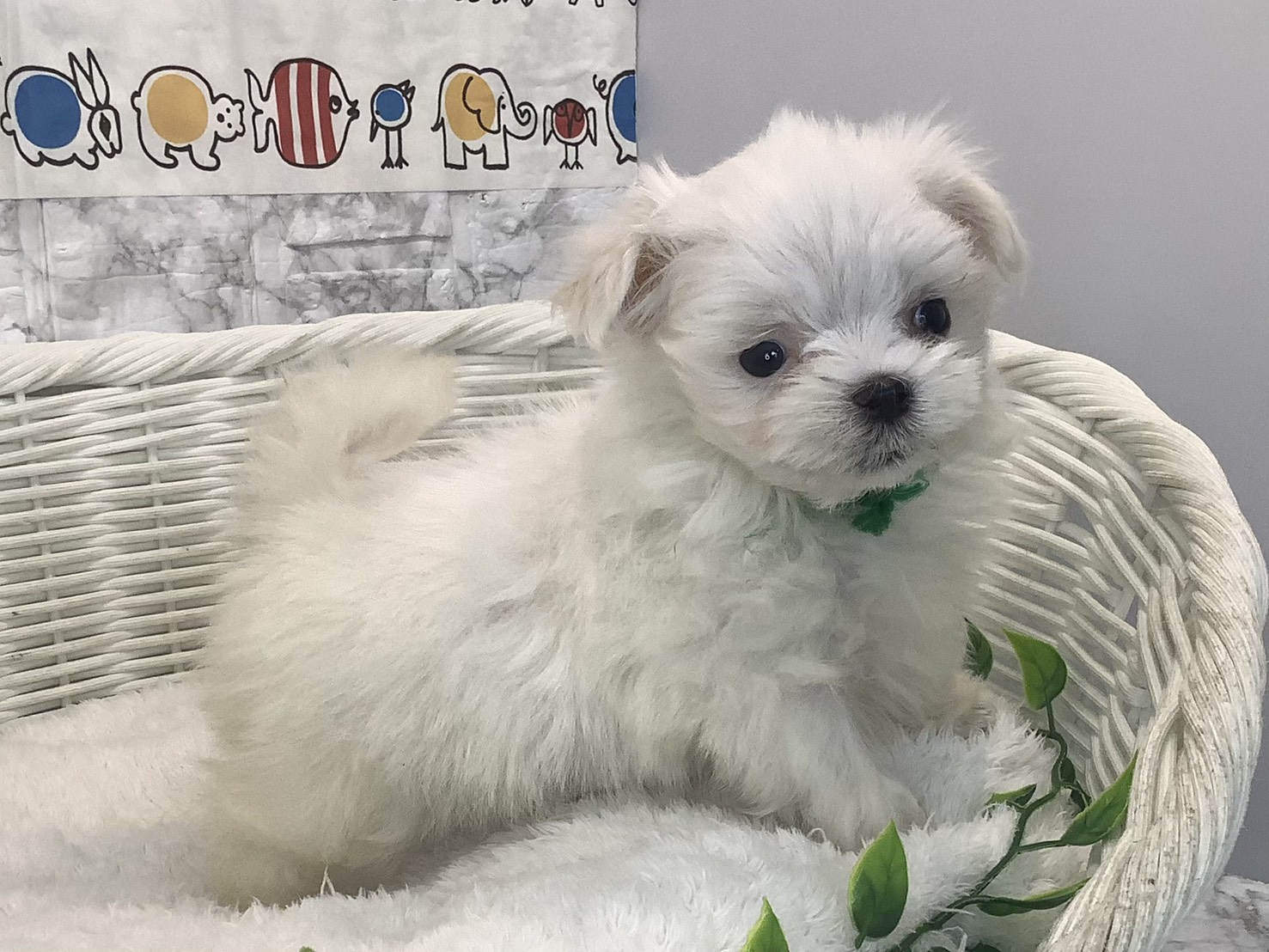 奈良県のマルチーズ (マルエスペット はんな店/2025年9月28日生まれ/男の子/ホワイト)の子犬の2枚目の画像