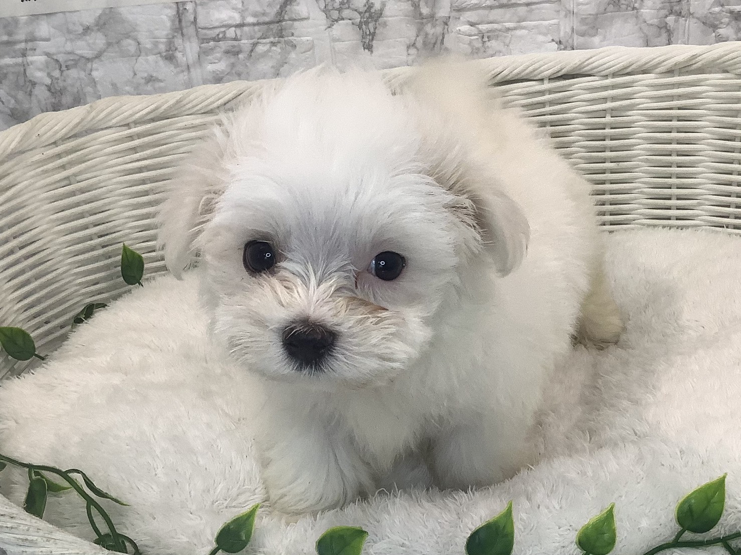 奈良県のマルチーズ (マルエスペット いかるが店/2025年9月28日生まれ/女の子/ホワイト)の子犬の1枚目の画像